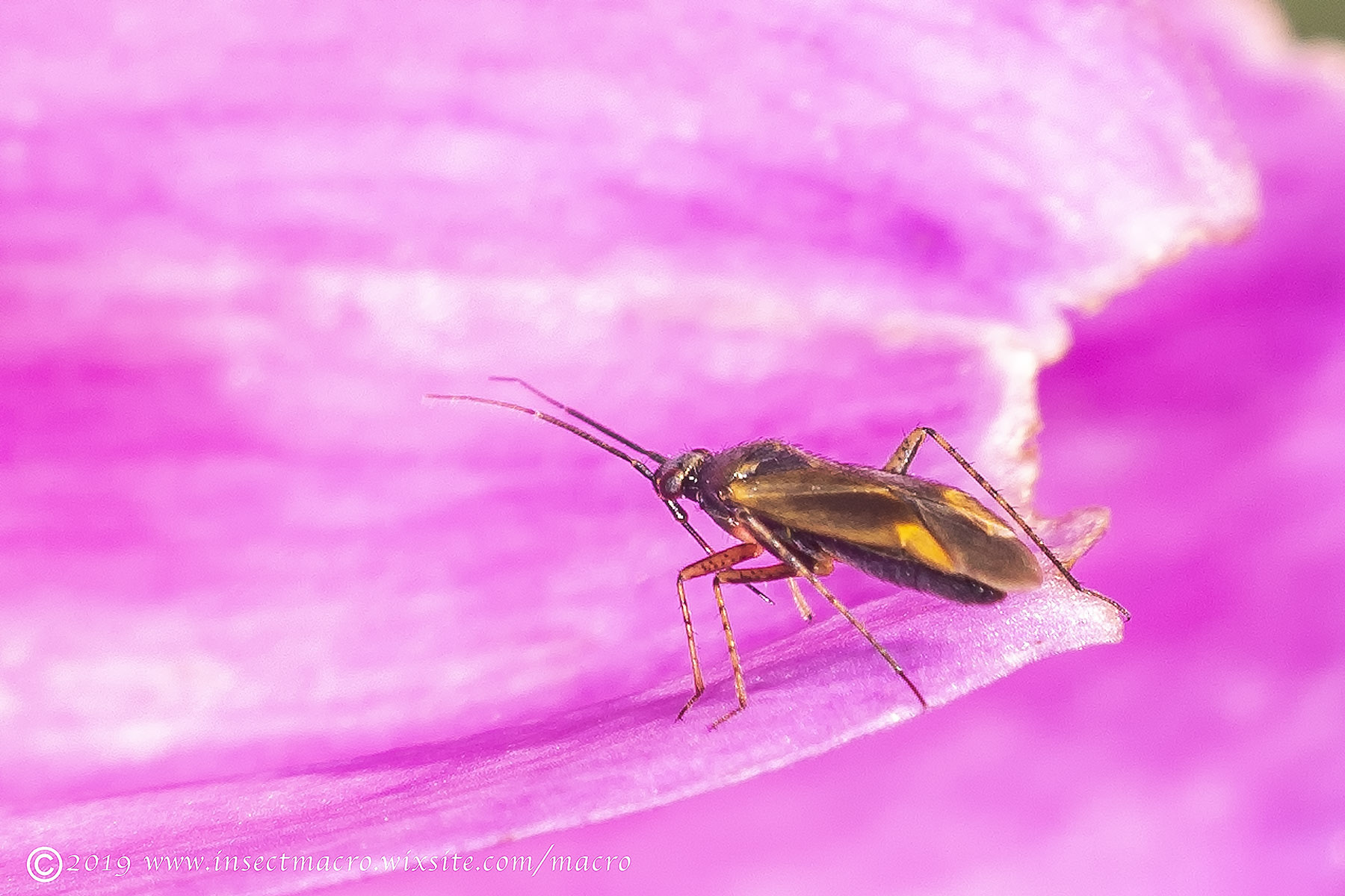 Deraeocoris flavilinea