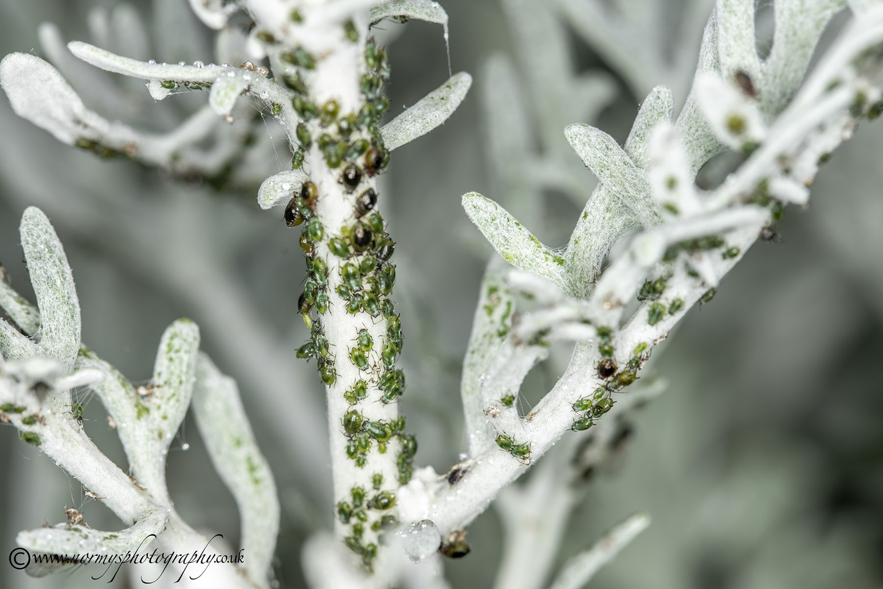 Green fly