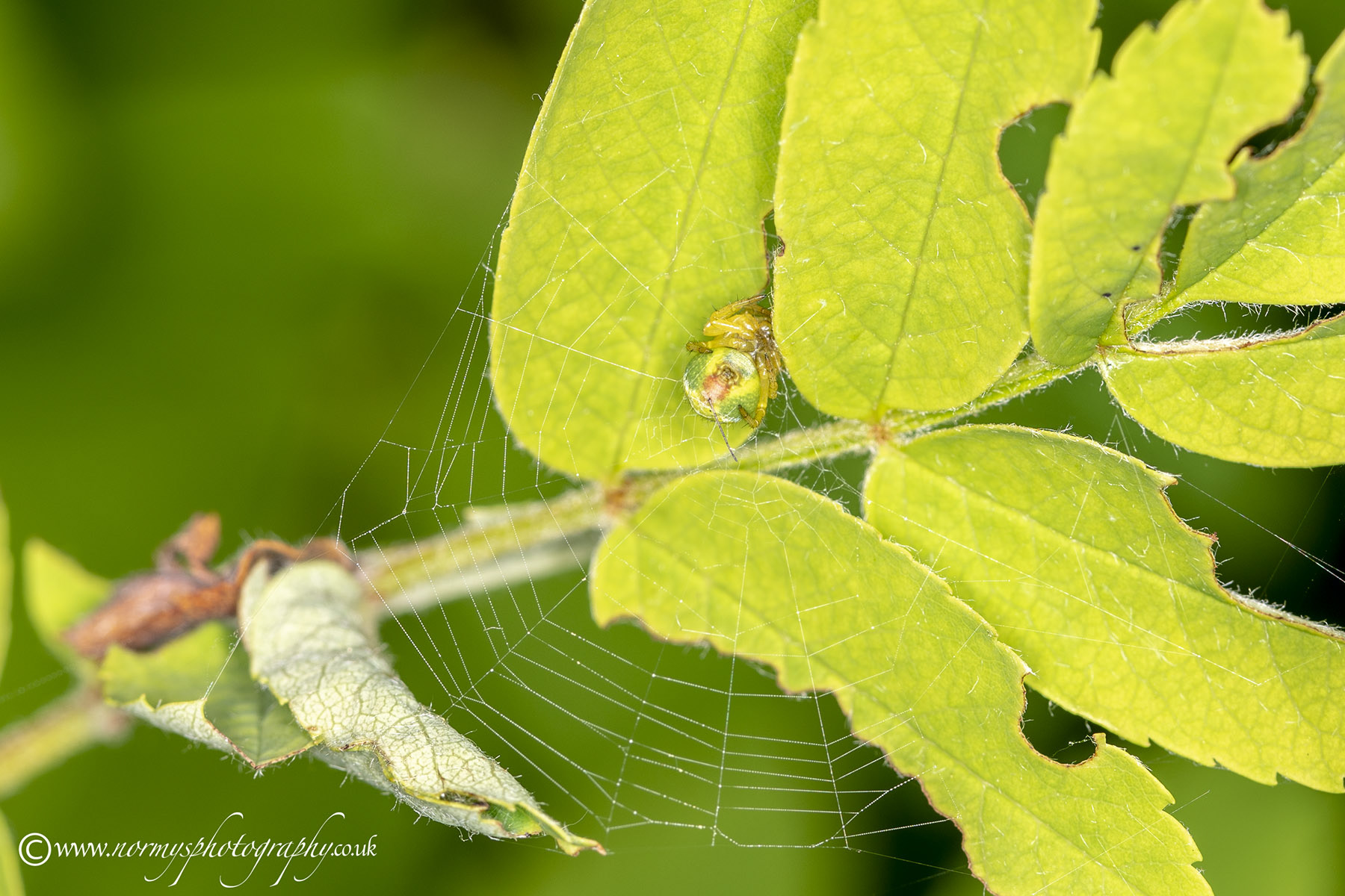 Cucumber green orb spider