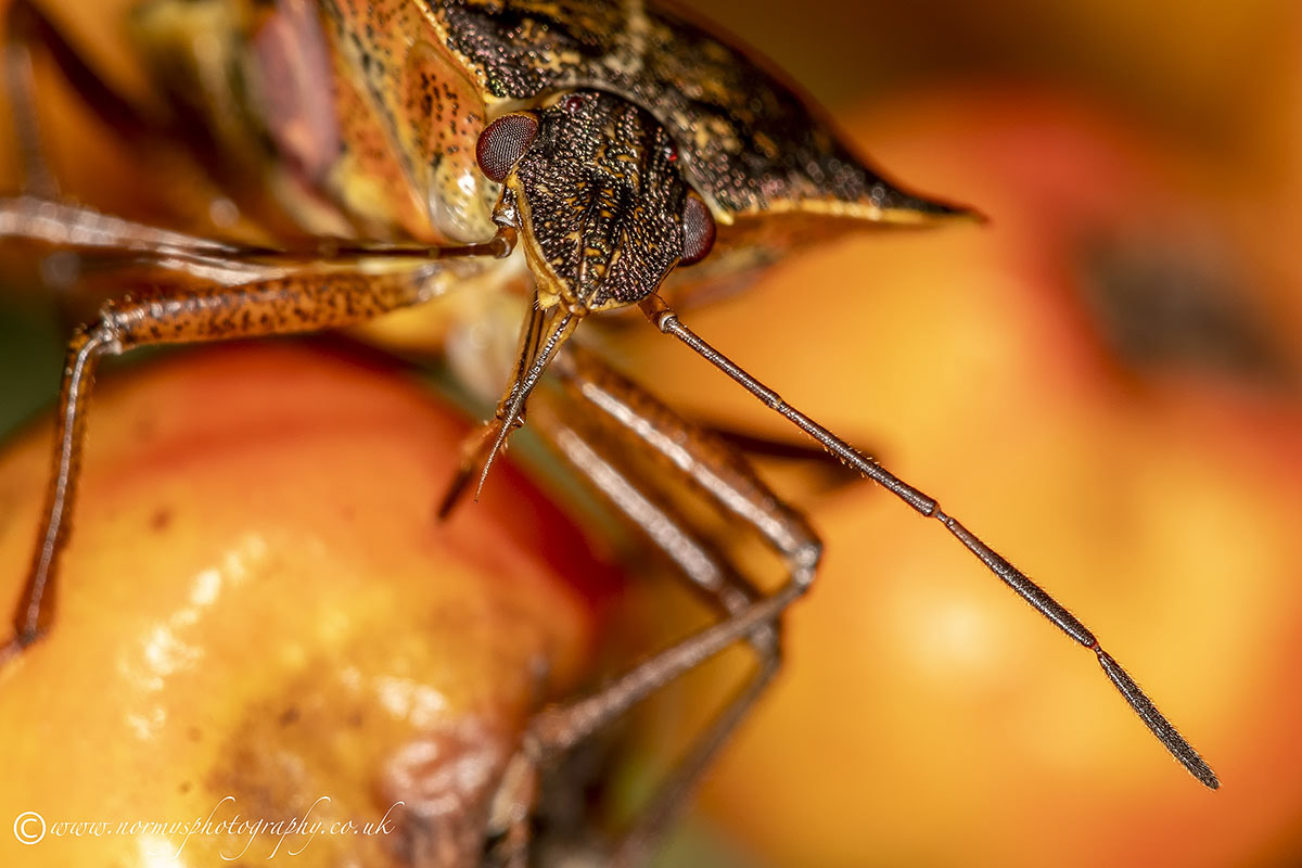 Forest Shield Bug - Pentatoma rufipes