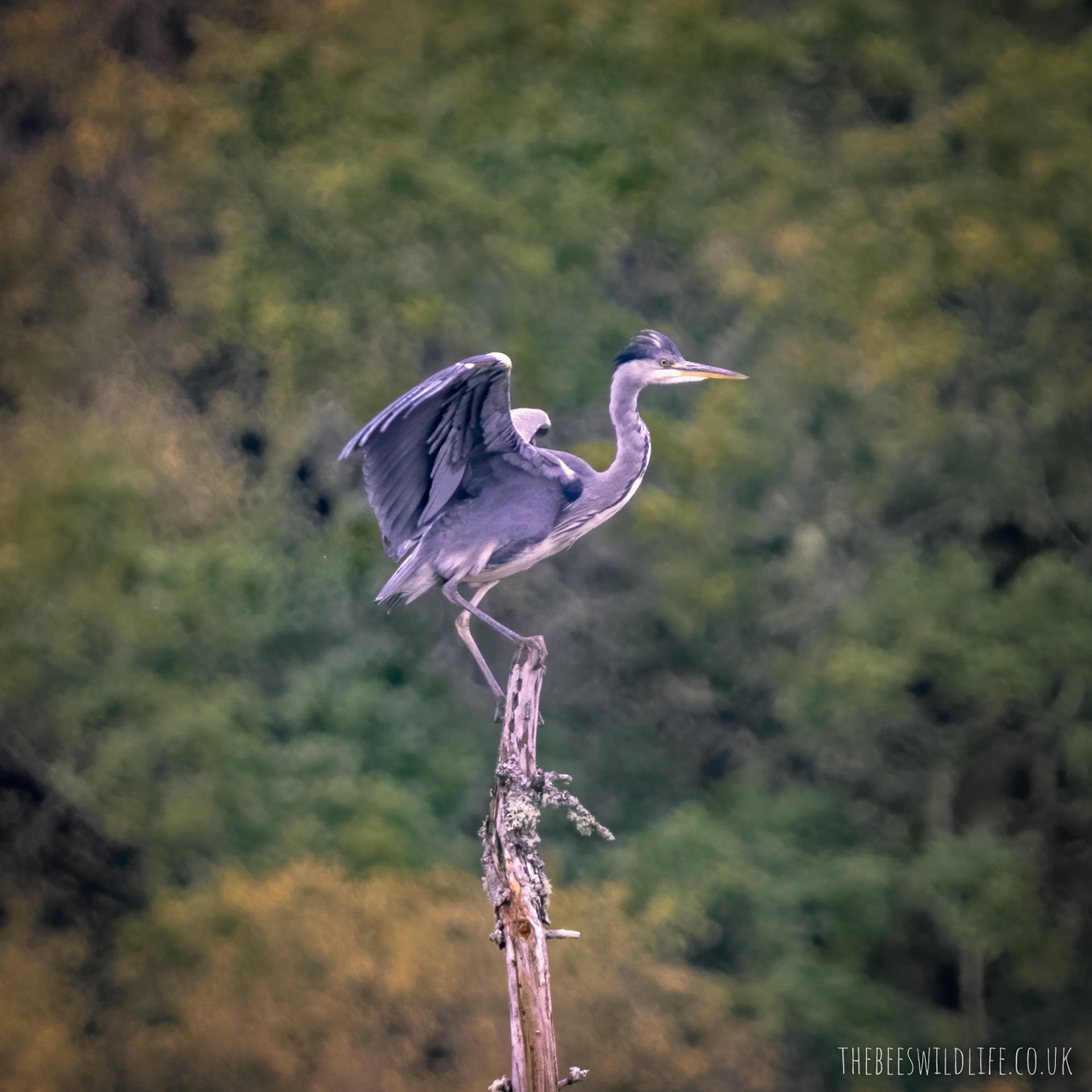 Perched Heron