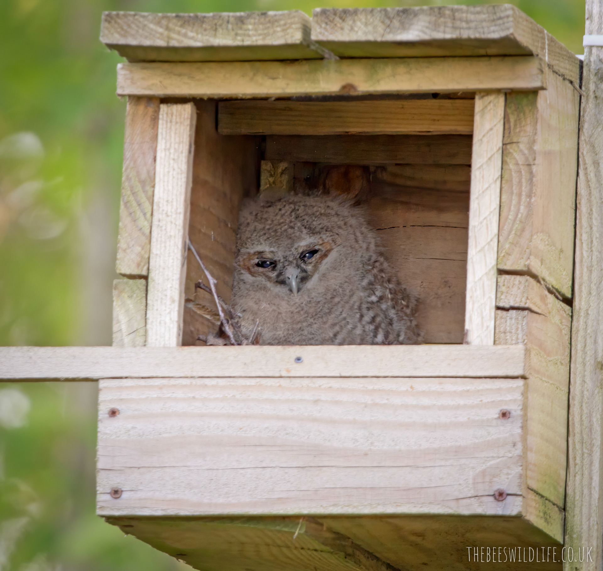 Tawny Owl Chick