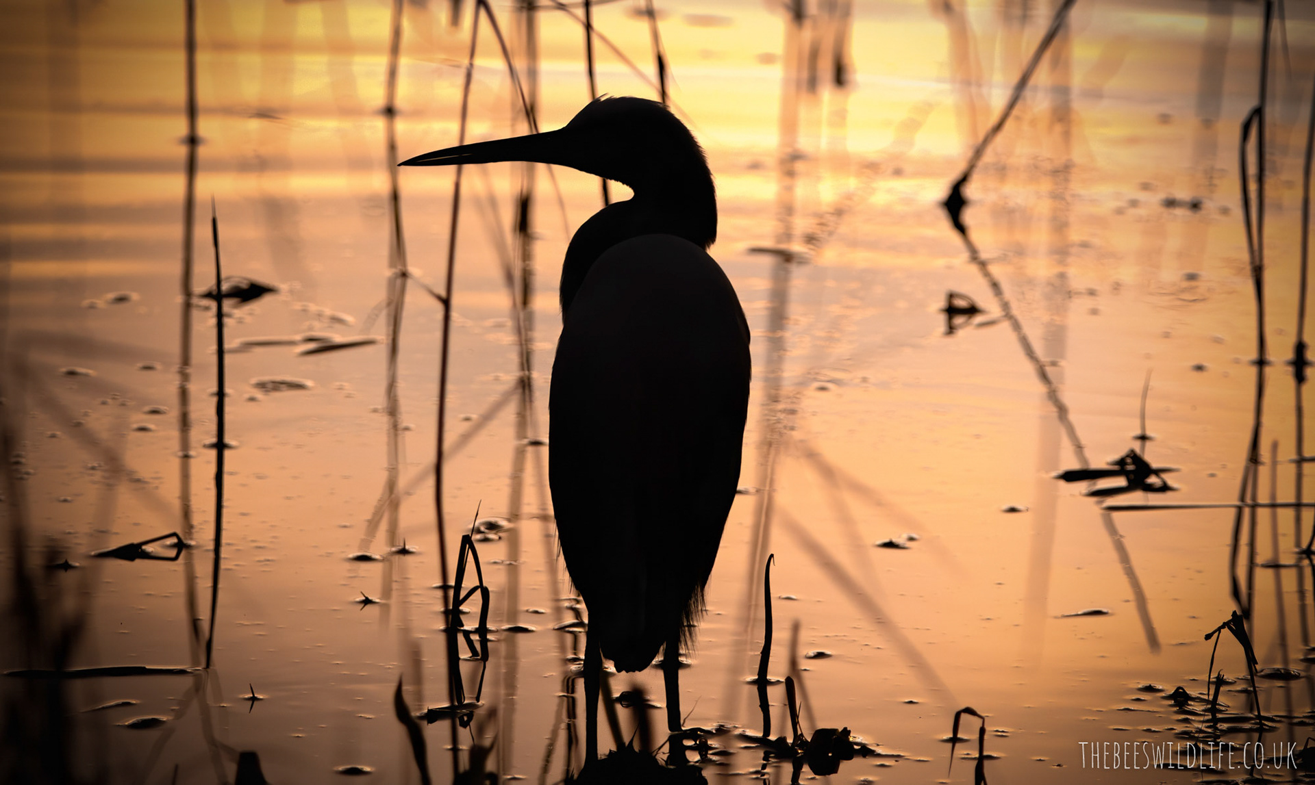Early Morning Little Egret