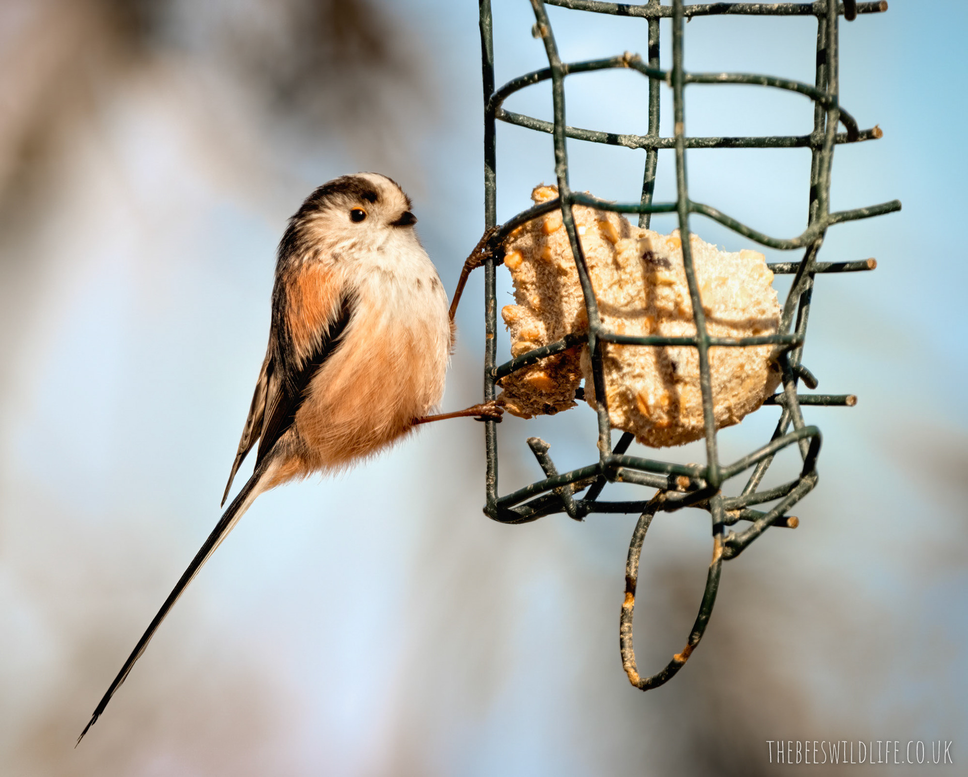 Long Tailed Tit, Haggered Feeder