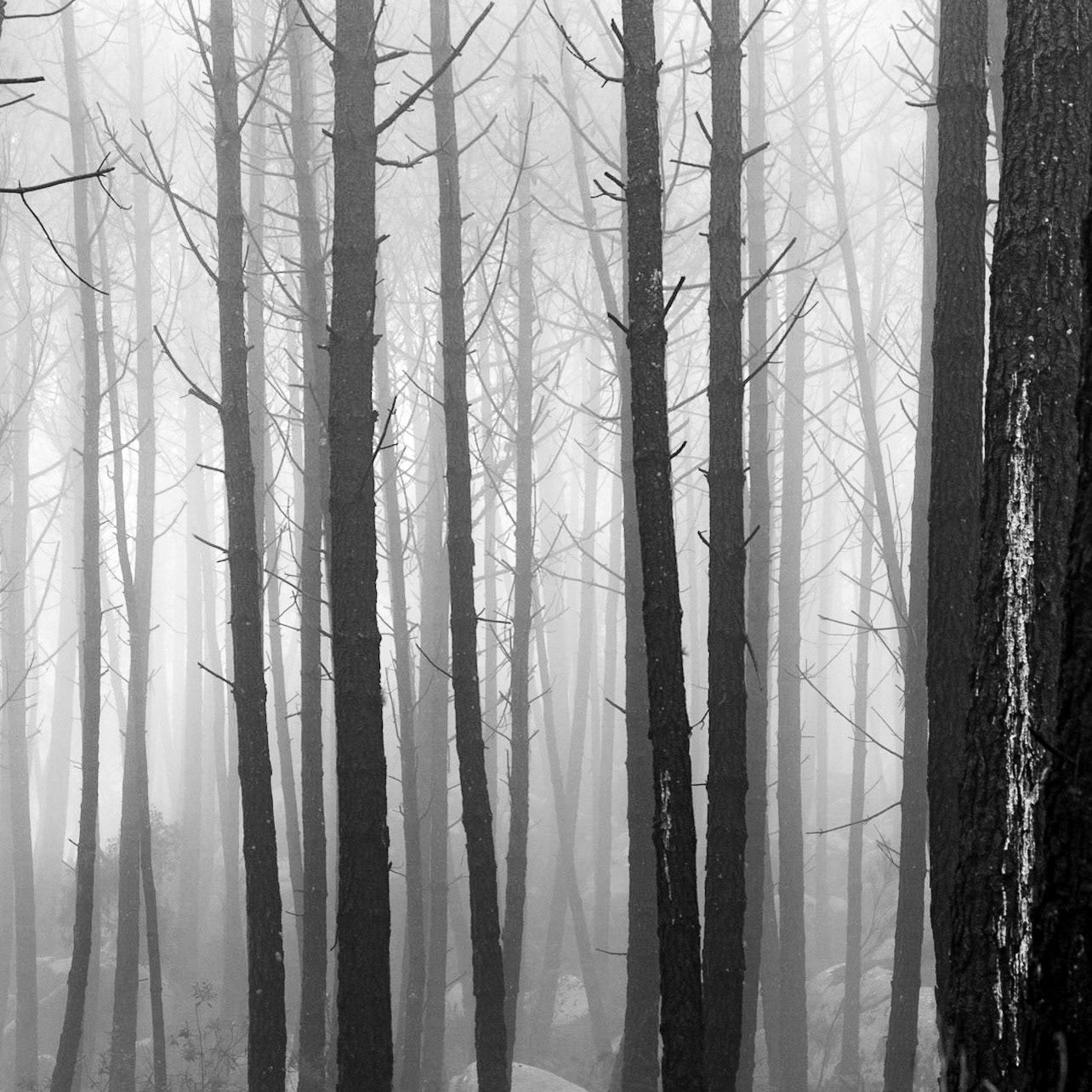 Forêt magique de Sintra, Portugal