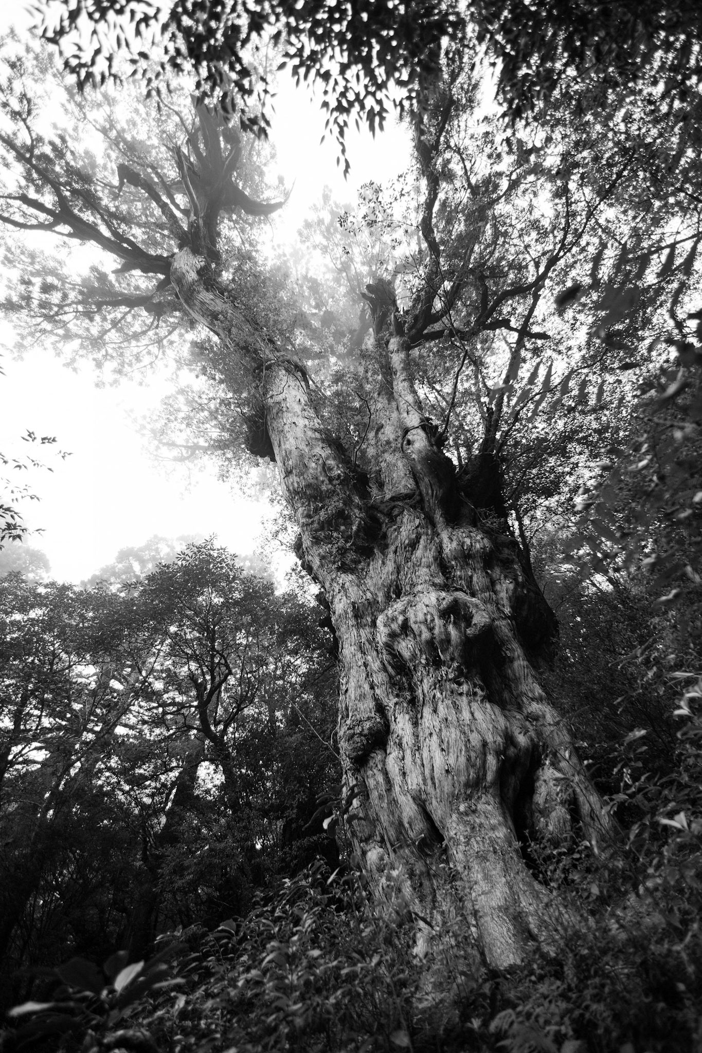 Forêt Shiratani, Yomon Sugi, plus vieil arbre du monde (7200 ans), digi