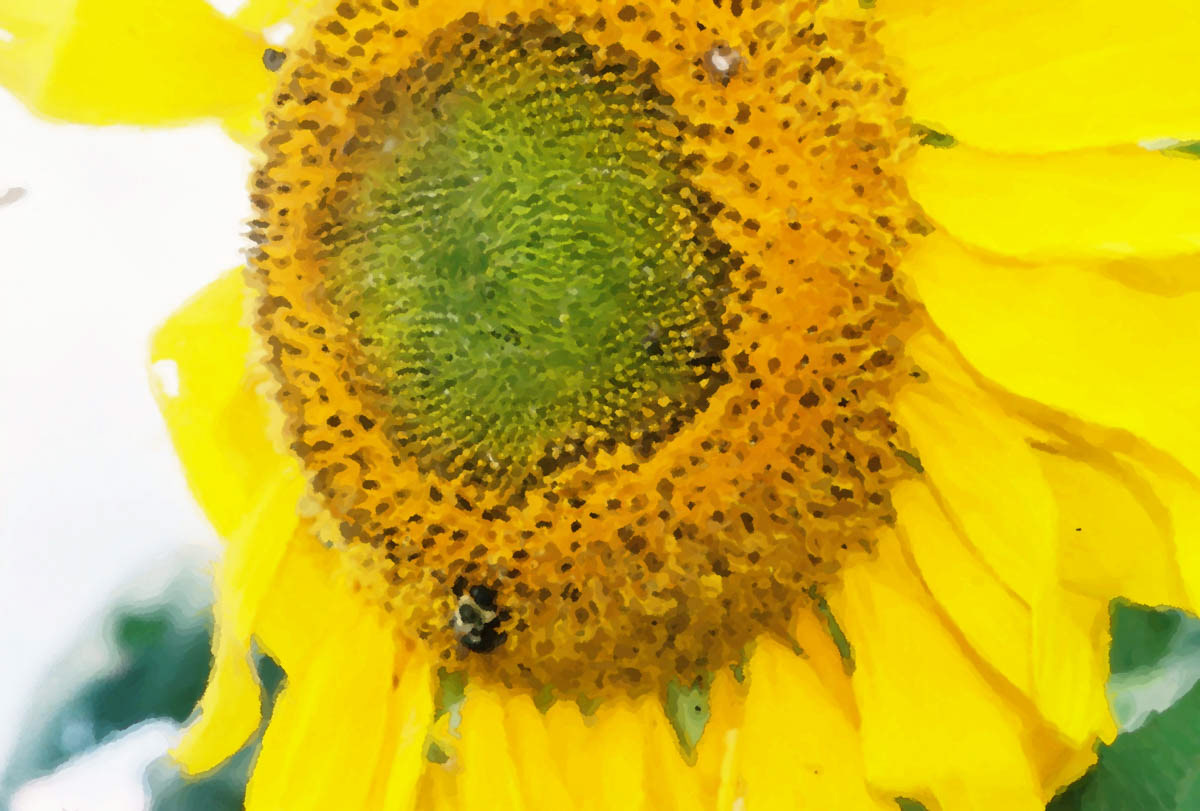 Sunflower 2