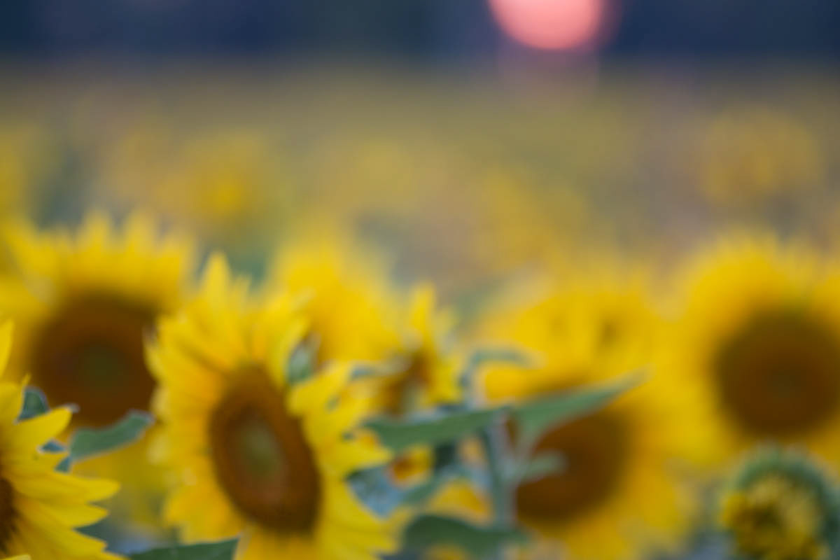 Sunflower 14