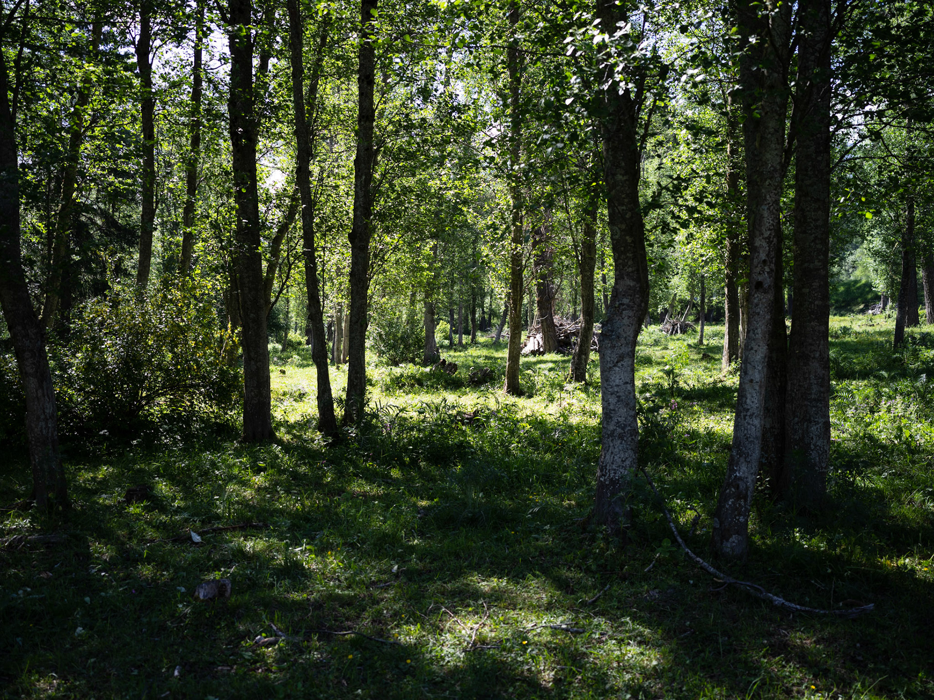 Wood pasture