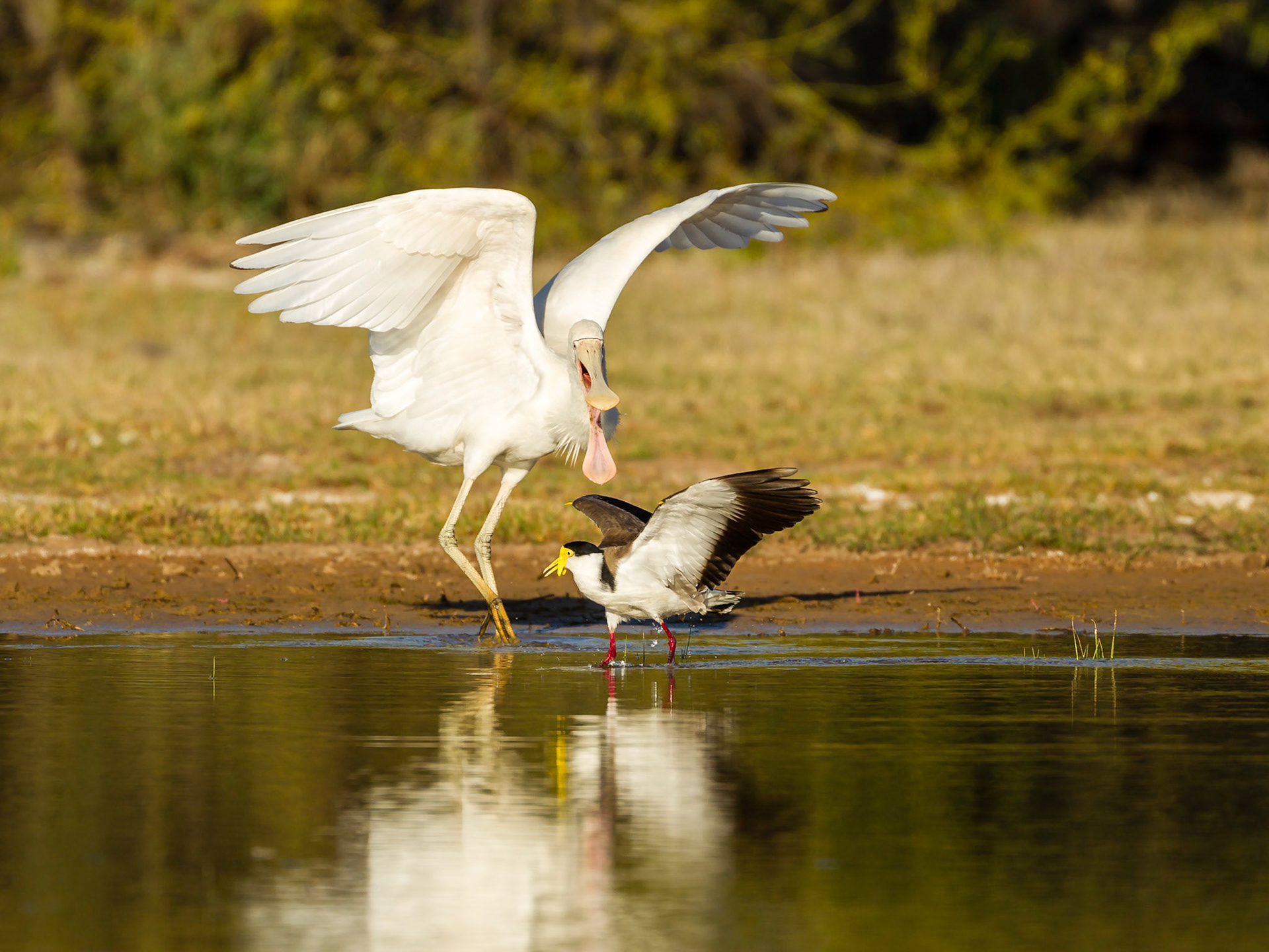 Yellow-billed Spoonbill and Masked Lapwing -  Bowra Sanctuary