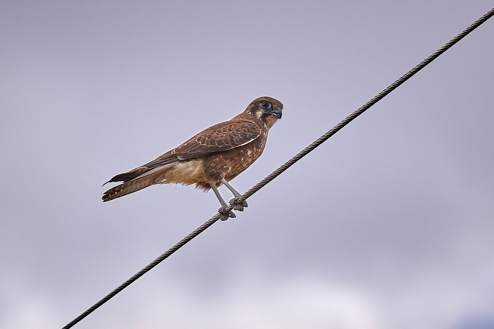 Brown Falcon - Gatton