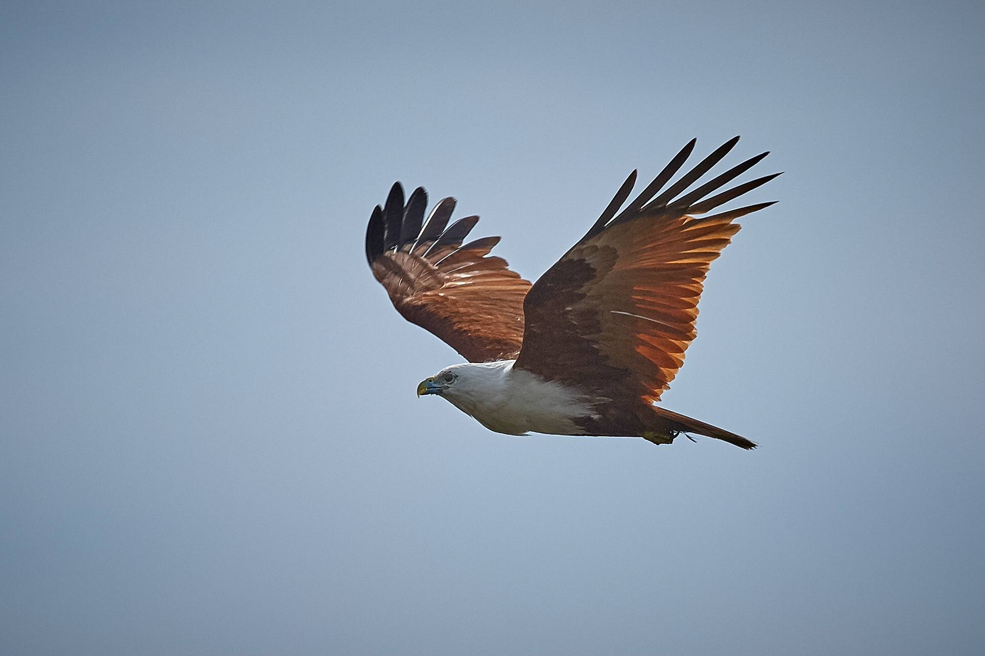 Brahminy Kite - Yamba