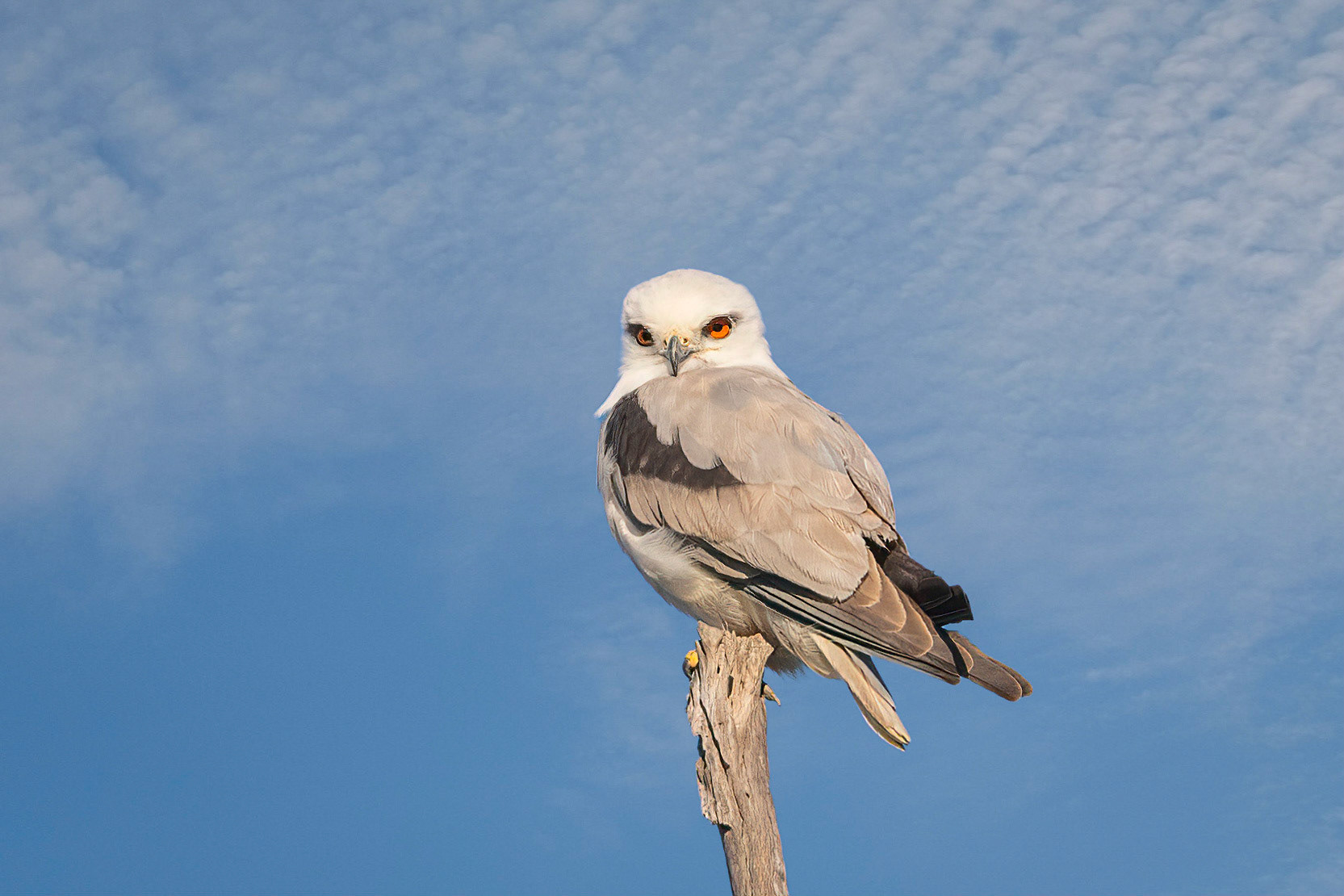 Black-shouldered Kite - Wyaralong Dam , via Beaudesert