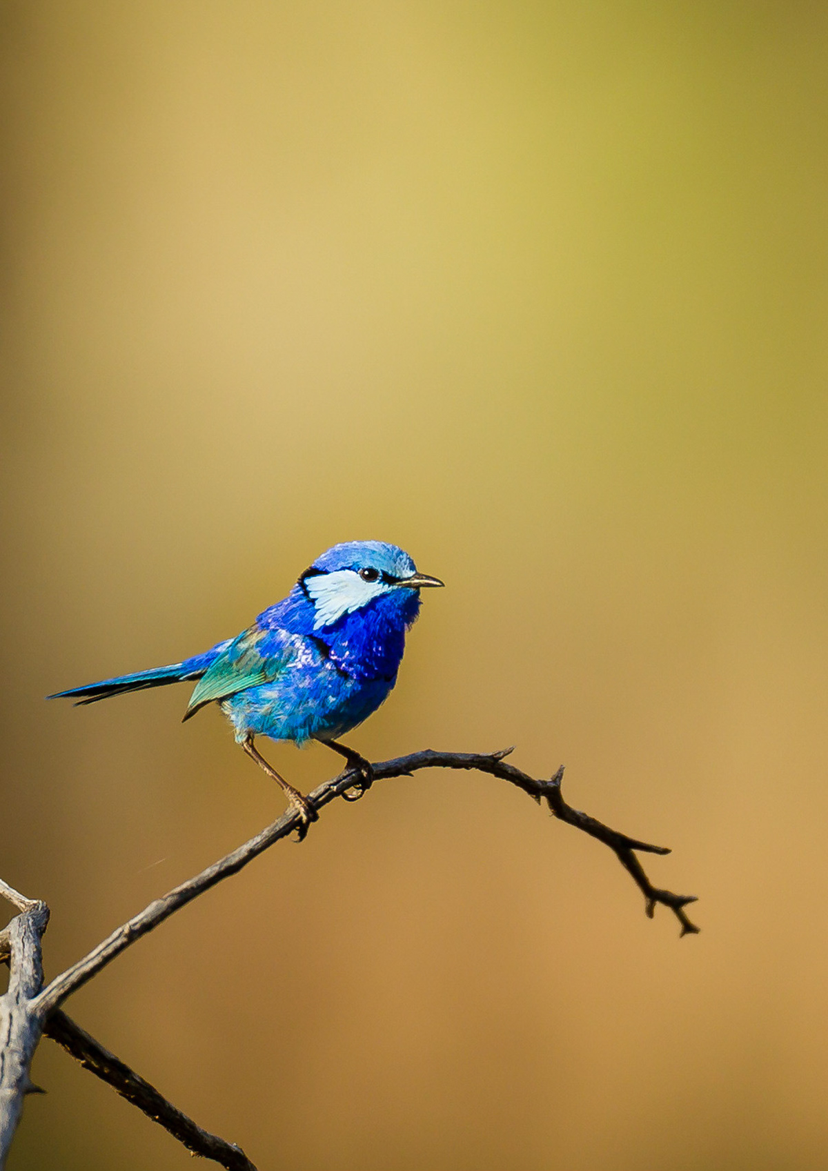 Splended Fairy-wren - Bowra Sanctuary