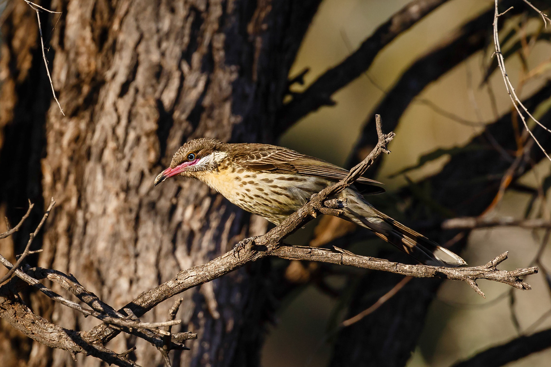 Spiny-cheeked Honeyeater - Eulo Bore
