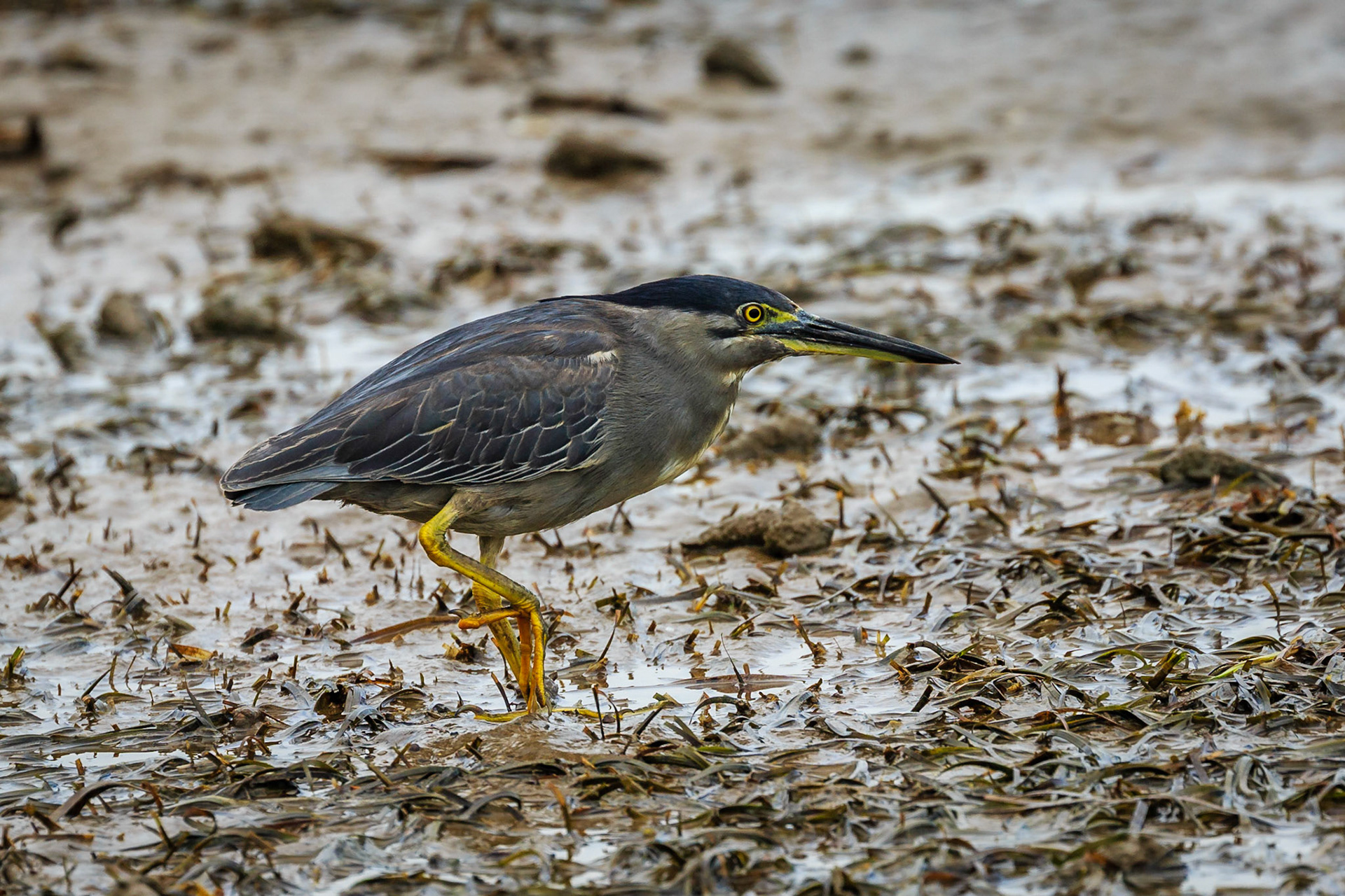 Striated Heron - Manly Foreshore