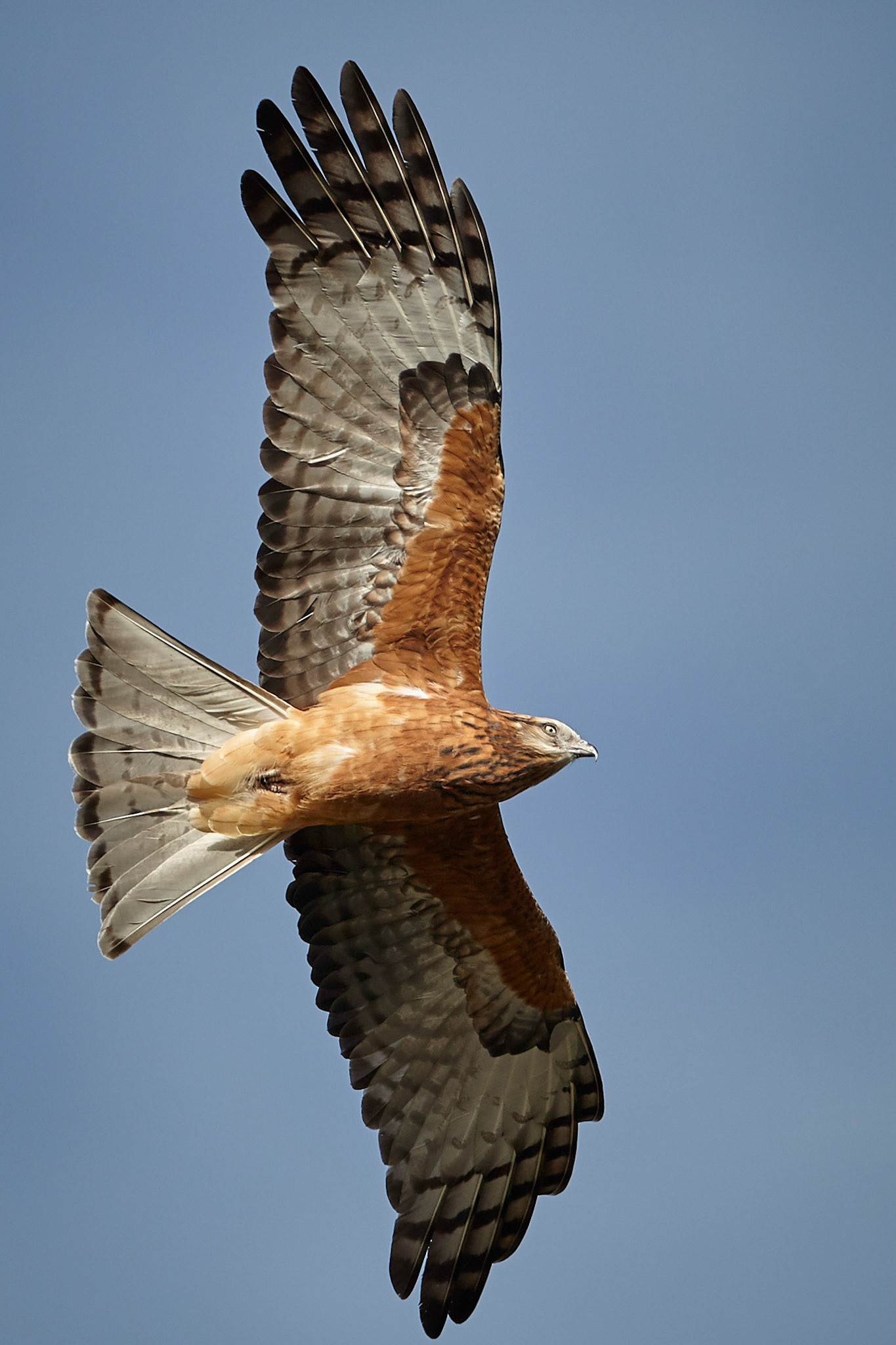 Square-tailed Kite - Bowra Sanctuary