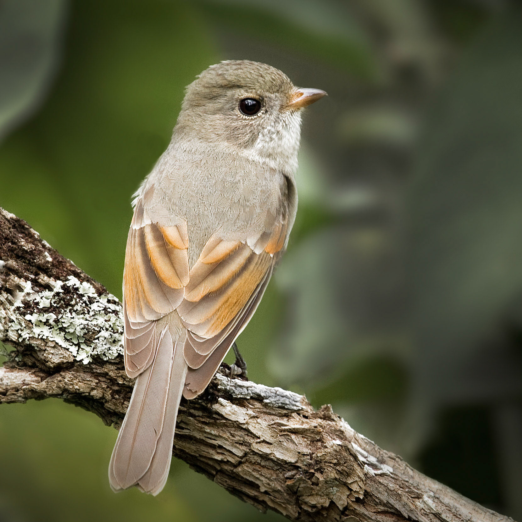 Golden Whistler (immature) - Border Ranges NP