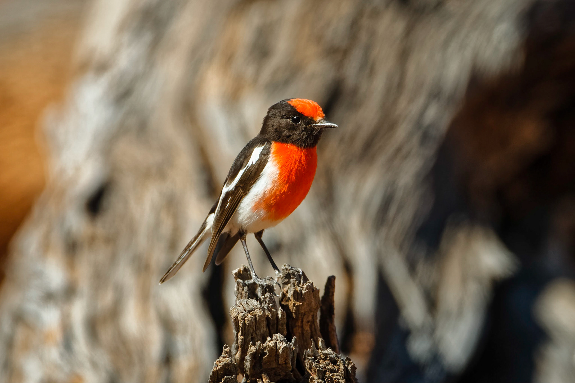 Red-capped Robin - Eulo Bore