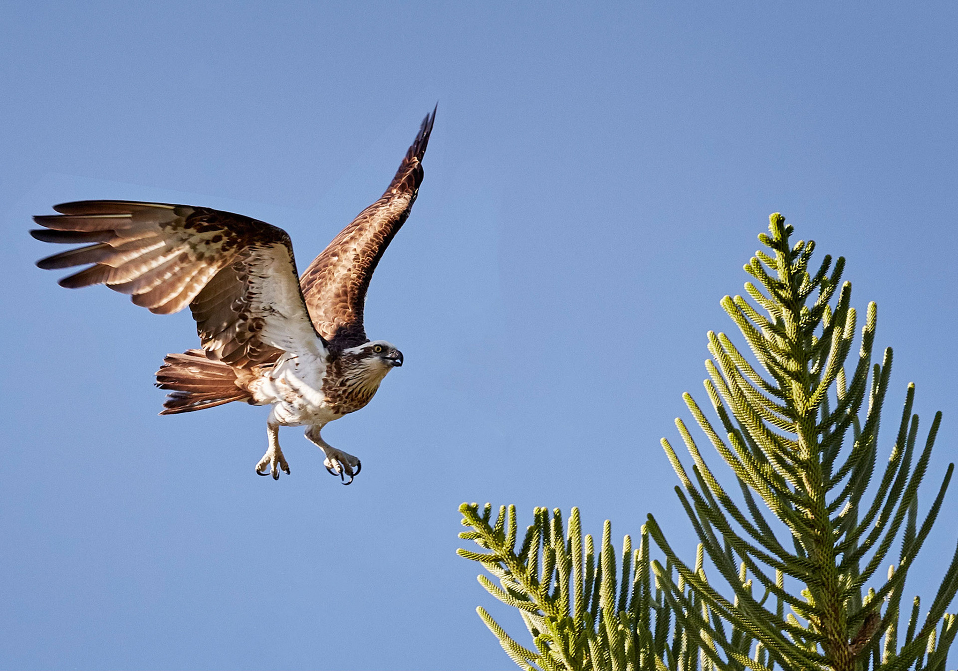 Osprey - Caloundra