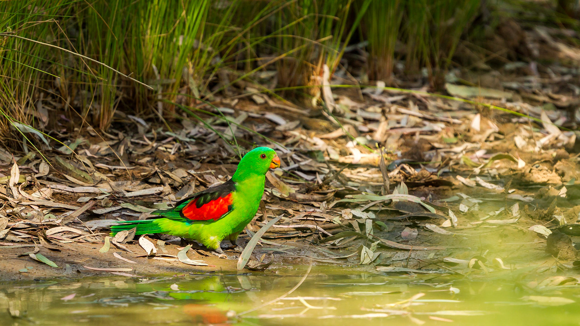 Red-winged Parrot - Bowra Sanctuary