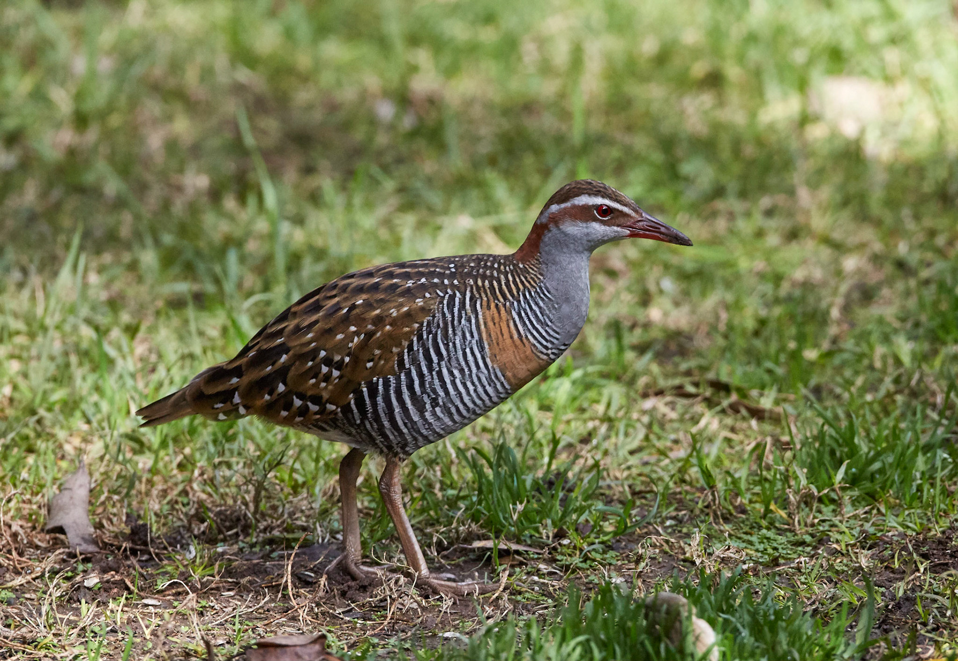 Buff-banded Rail - Queen Mary Falls