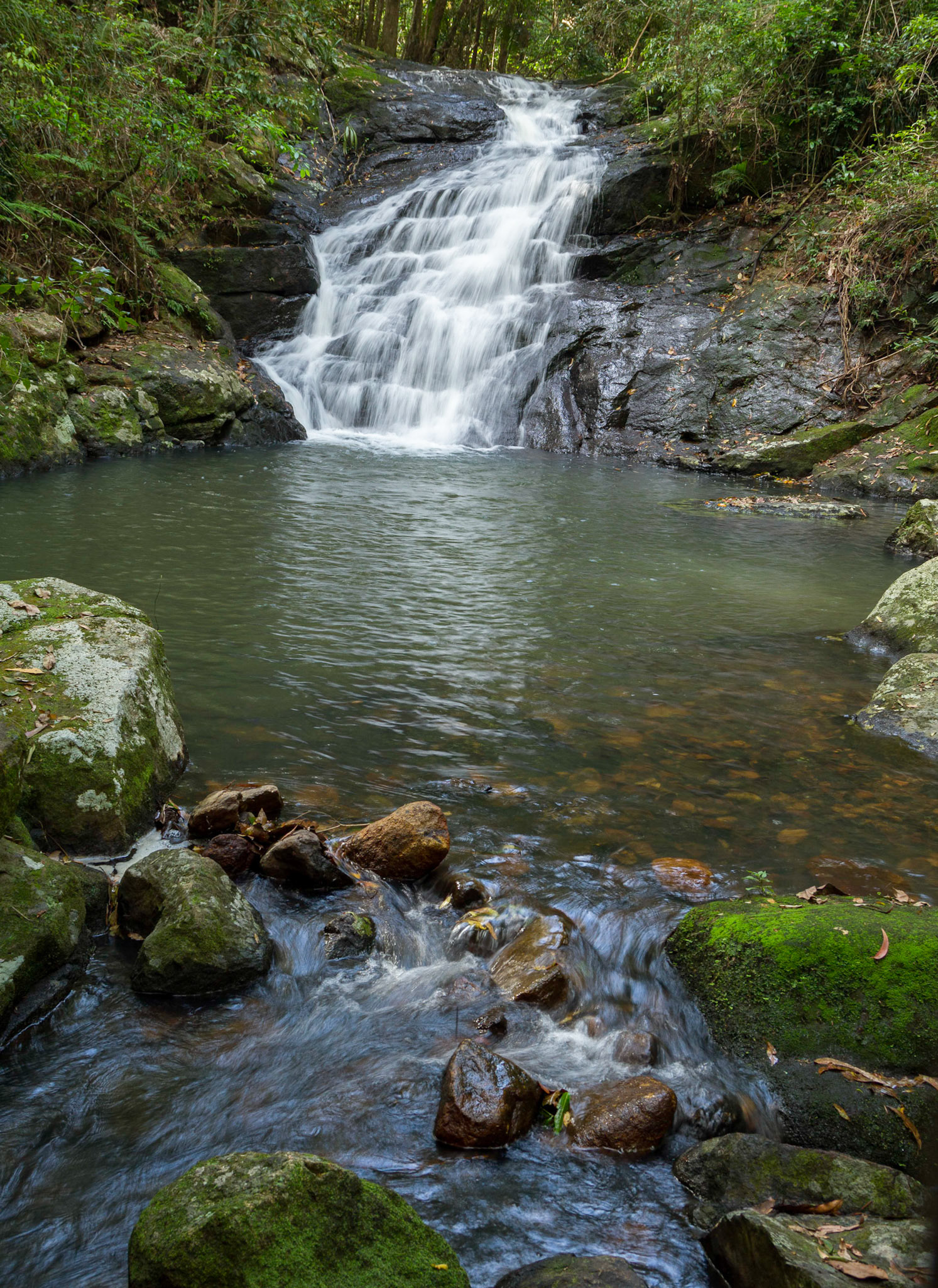 Kondalilla Falls - Kondilla National Park