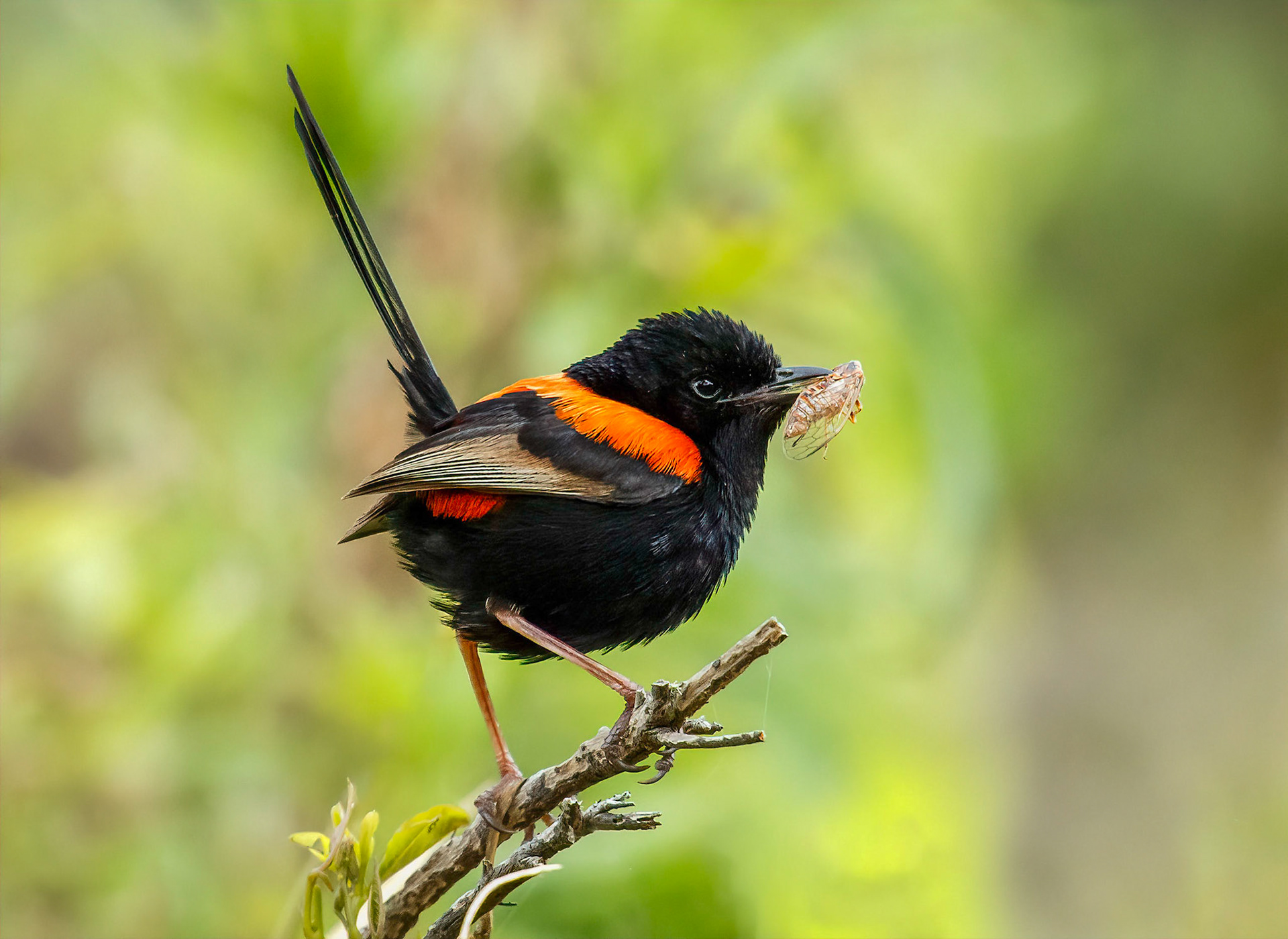 Red-backed Fairy-wren - Yamba