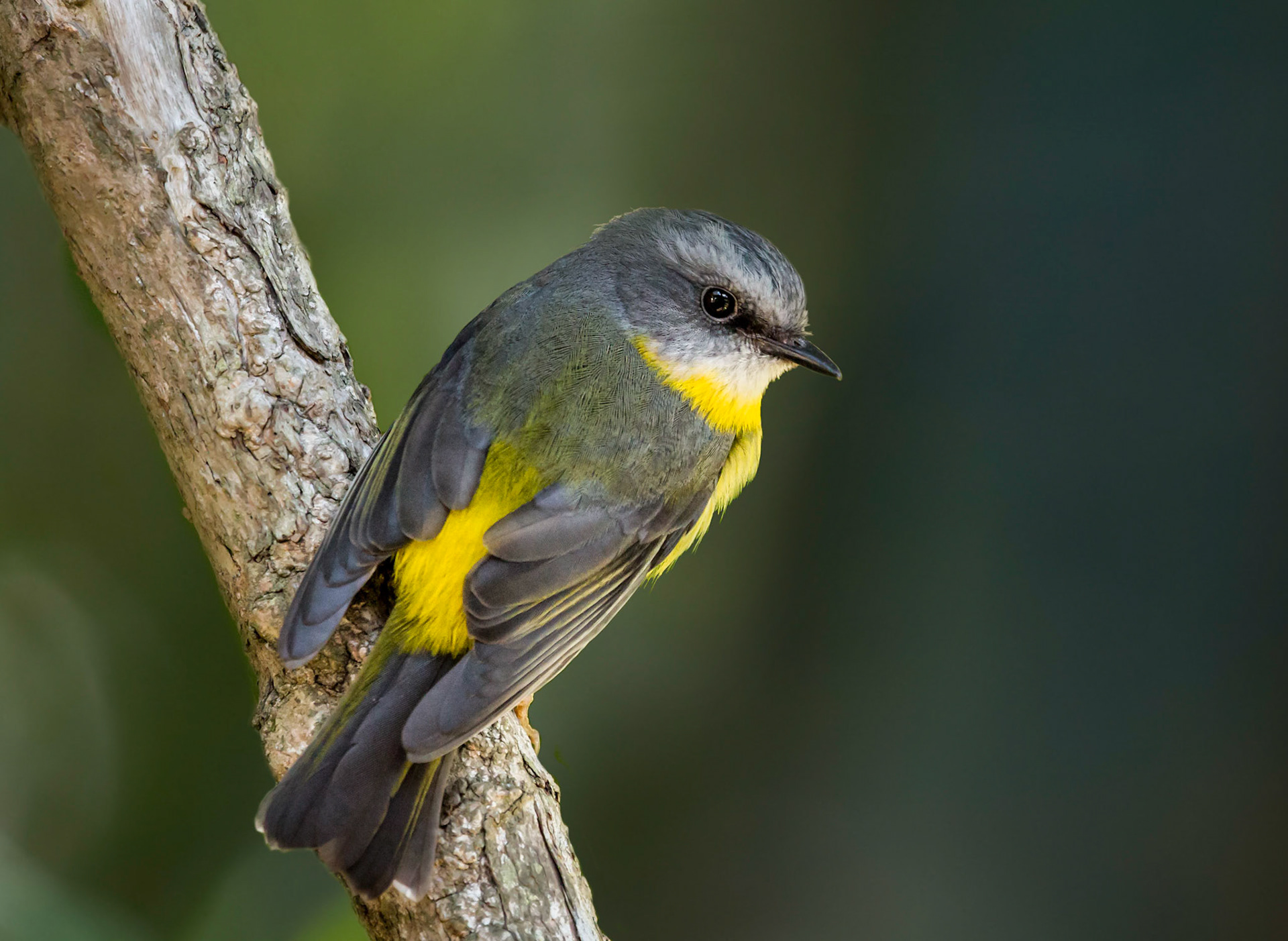 Eastern Yellow Robin - Lamington NP