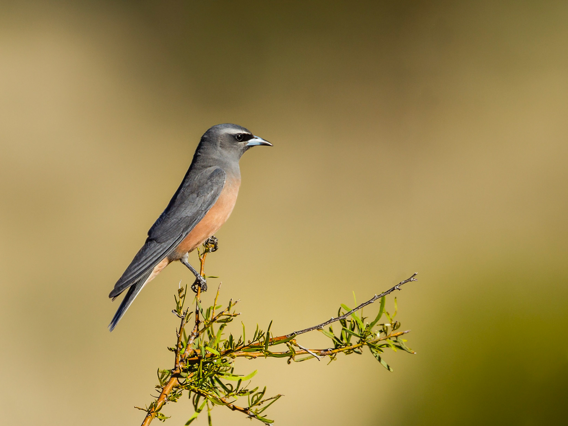 White-browed Woodswallow - Bowra Sanctuary