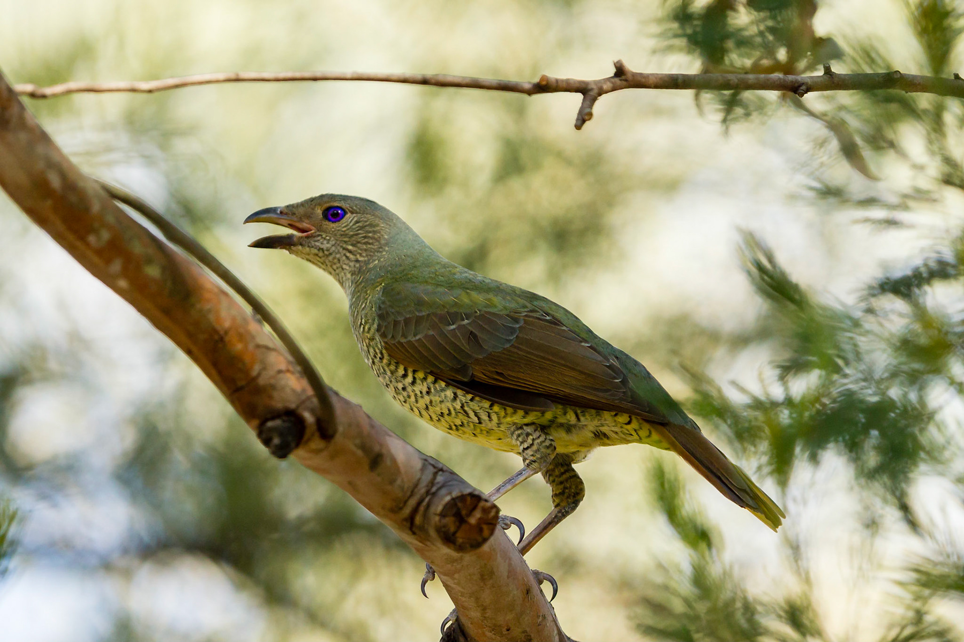 Satin Bowerbird (female) - Girraween NP