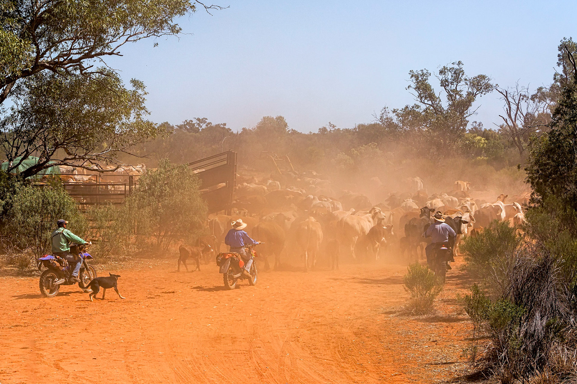 Mustering Day - Kilcowera Station Thargomindah