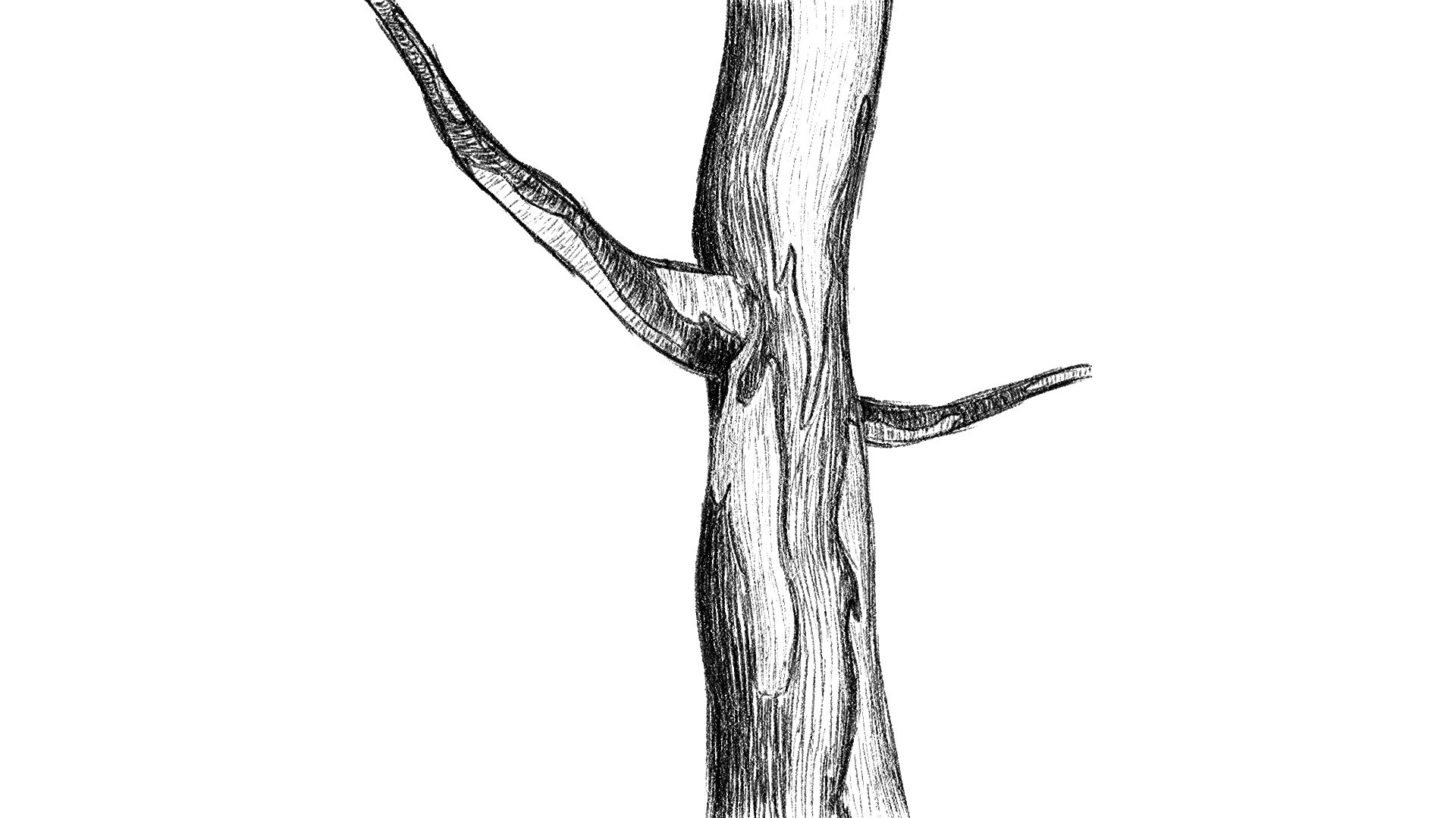 Tree Sketch - Digital