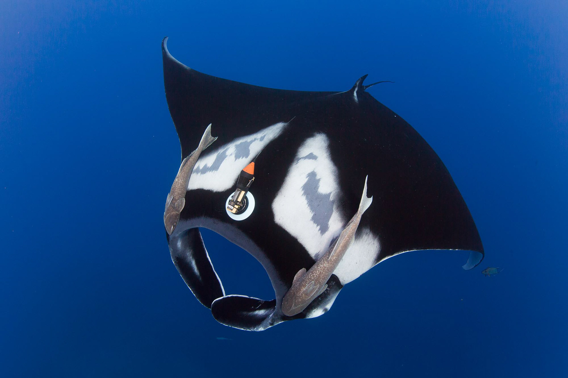 Giant Oceanic Manta ray