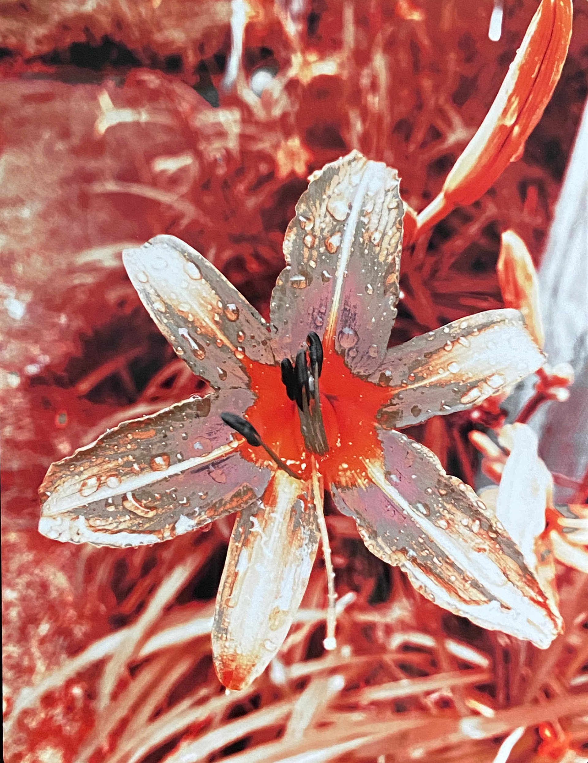 "Orange D," Digital Print