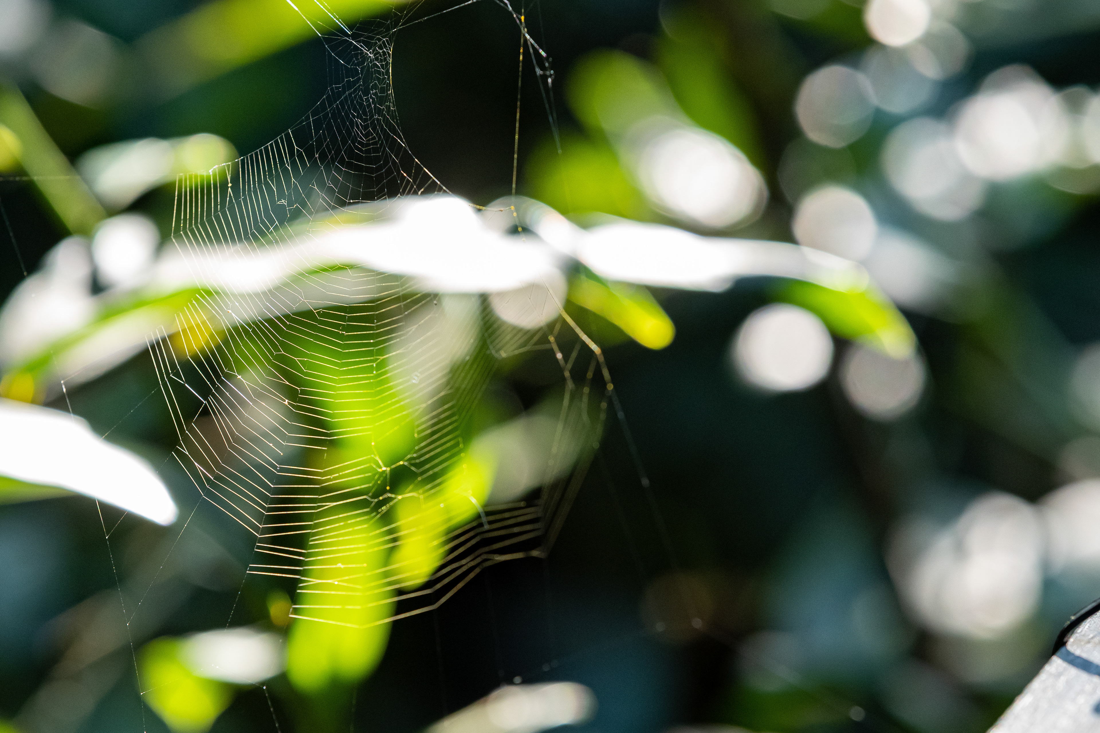 Spider web