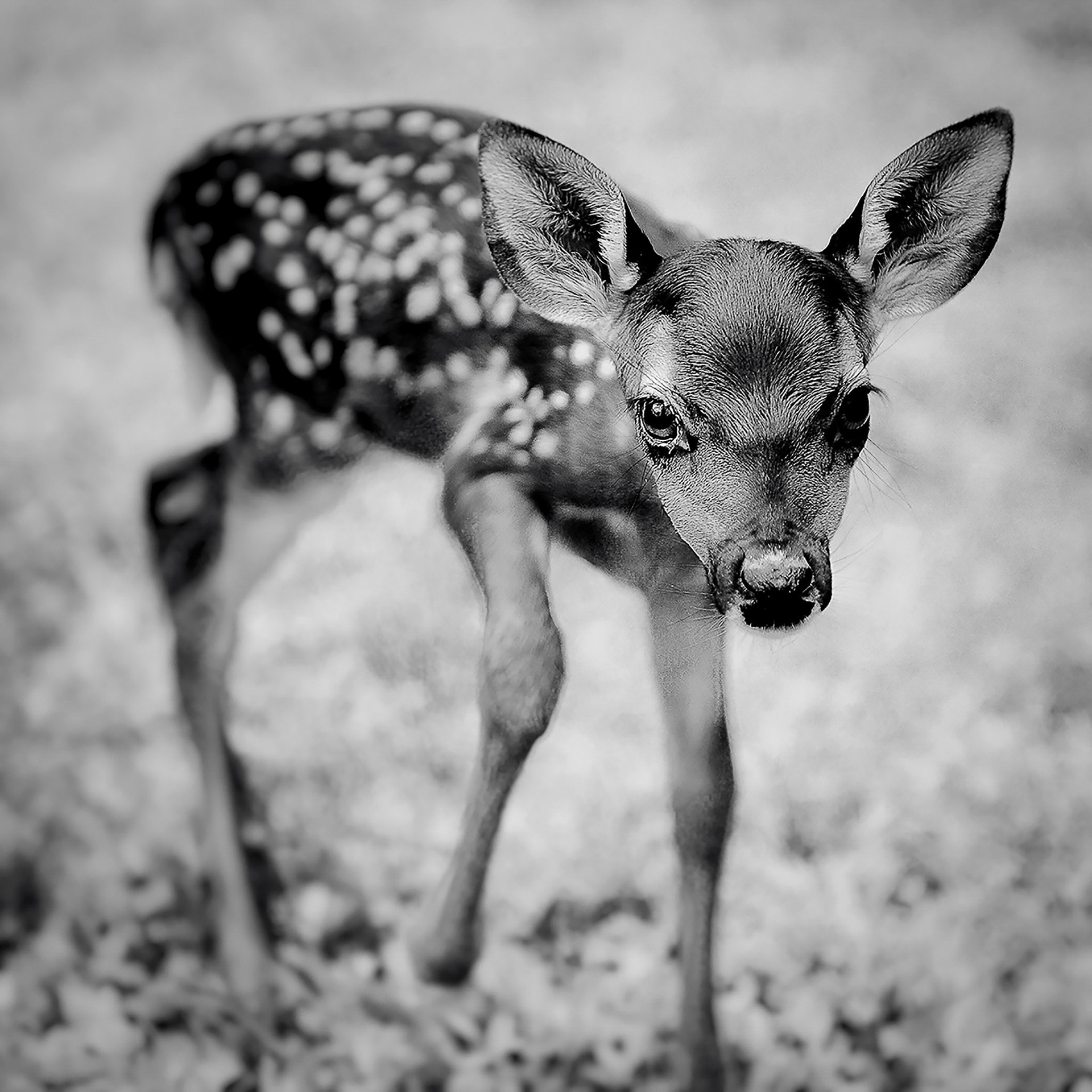 Karey Walter / Marietta, GA -- Fawn -- 2019, Archival Pigment Print, Edition-N/A, 8x8 Print/Paper $125