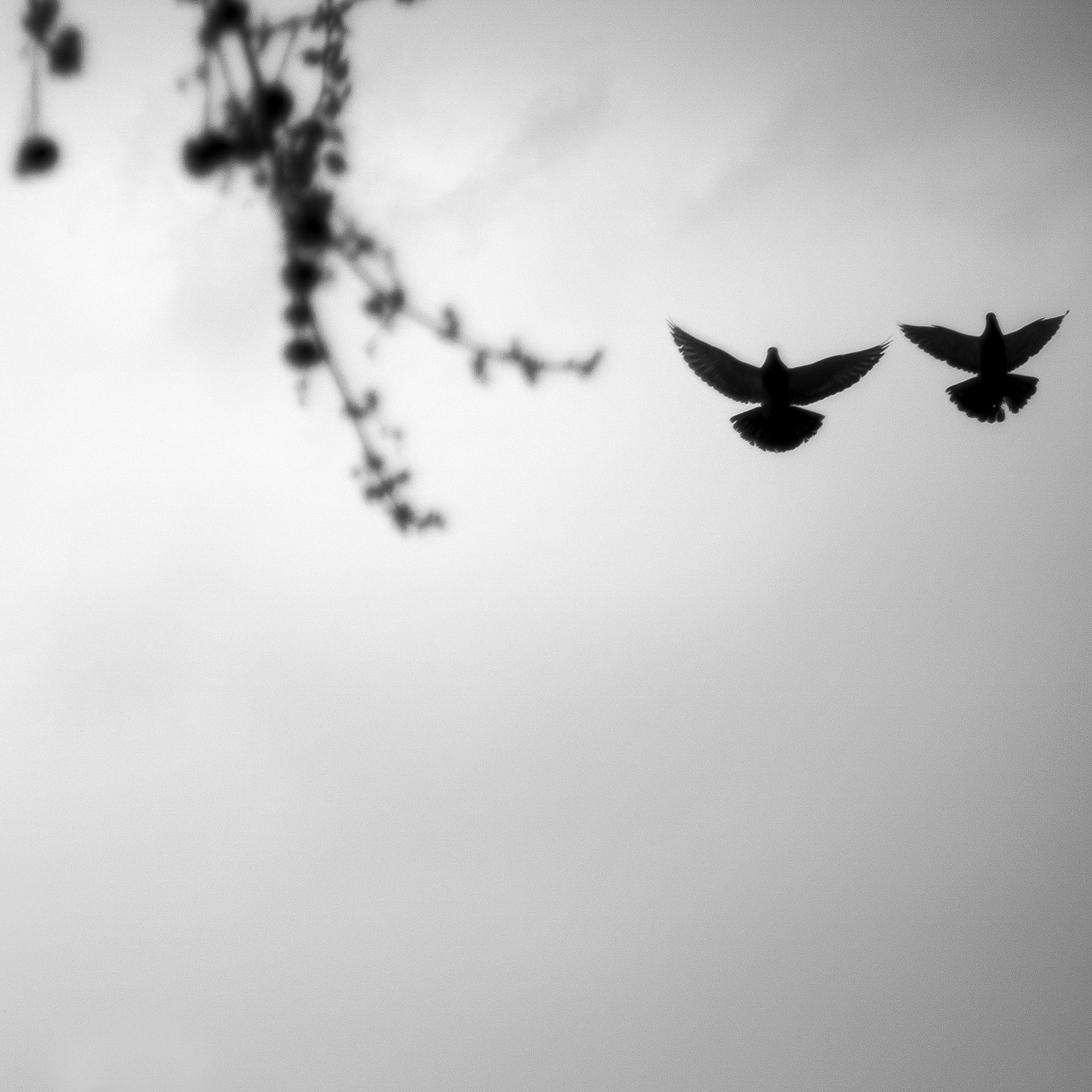 Karey Walter / Marietta, GA -- Birds in London -- 2020, Archival Pigment Print, Edition-N/A, 8x8 Print/Paper $125