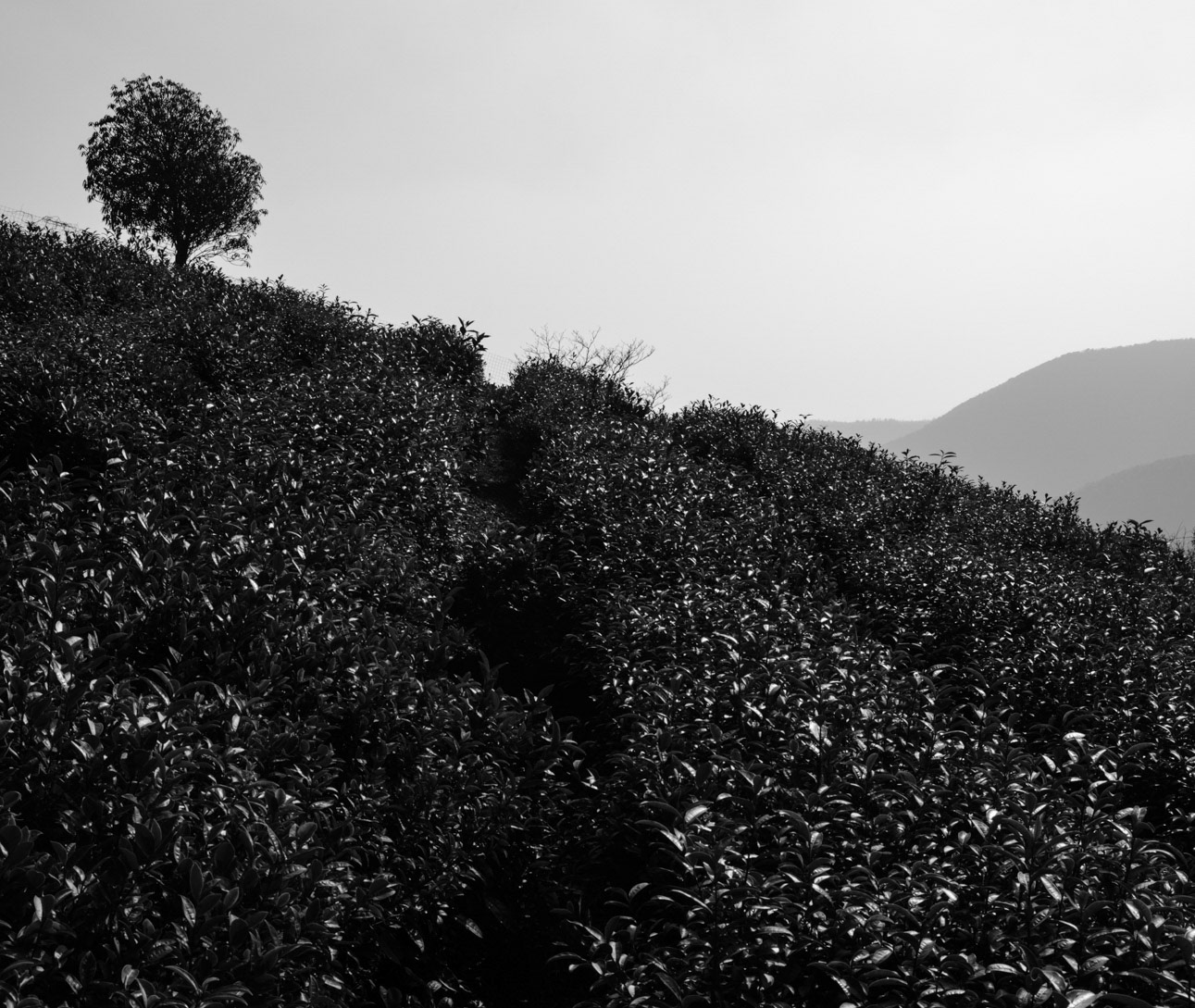 Tea Farm, Yixing, China