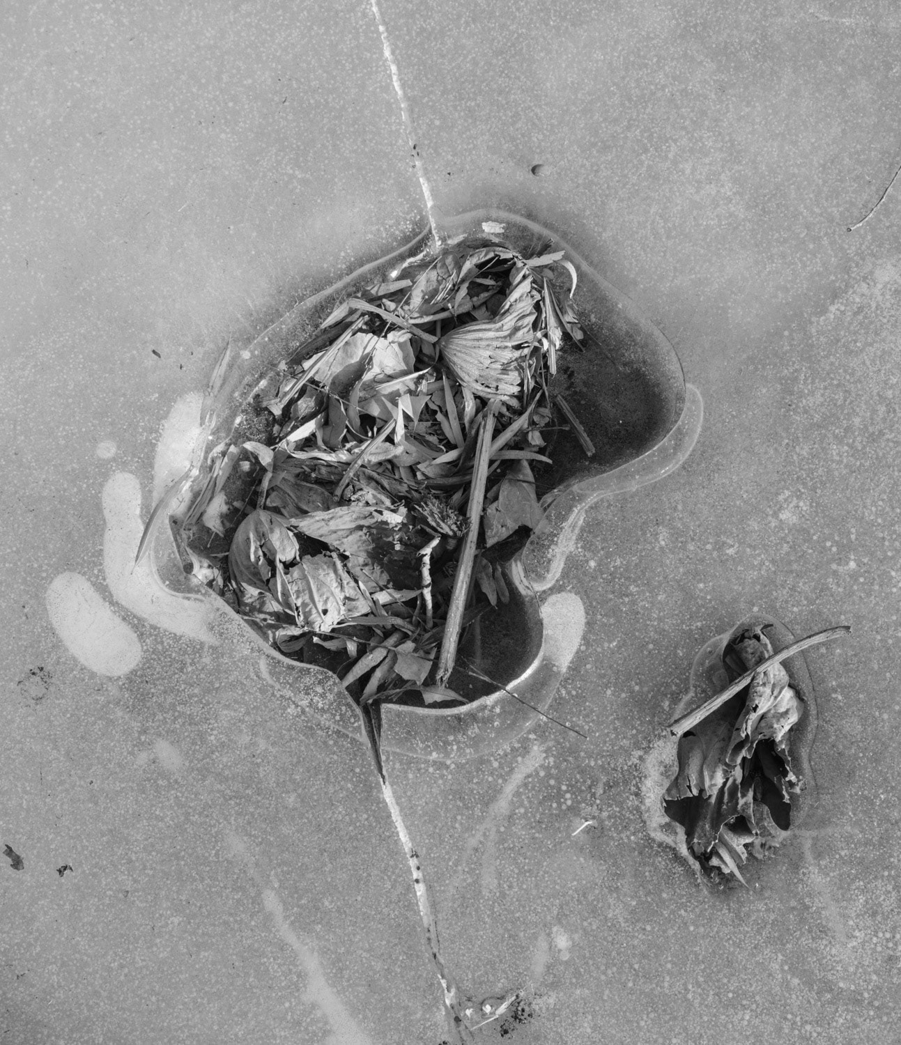 Ice with Withered Lotuses