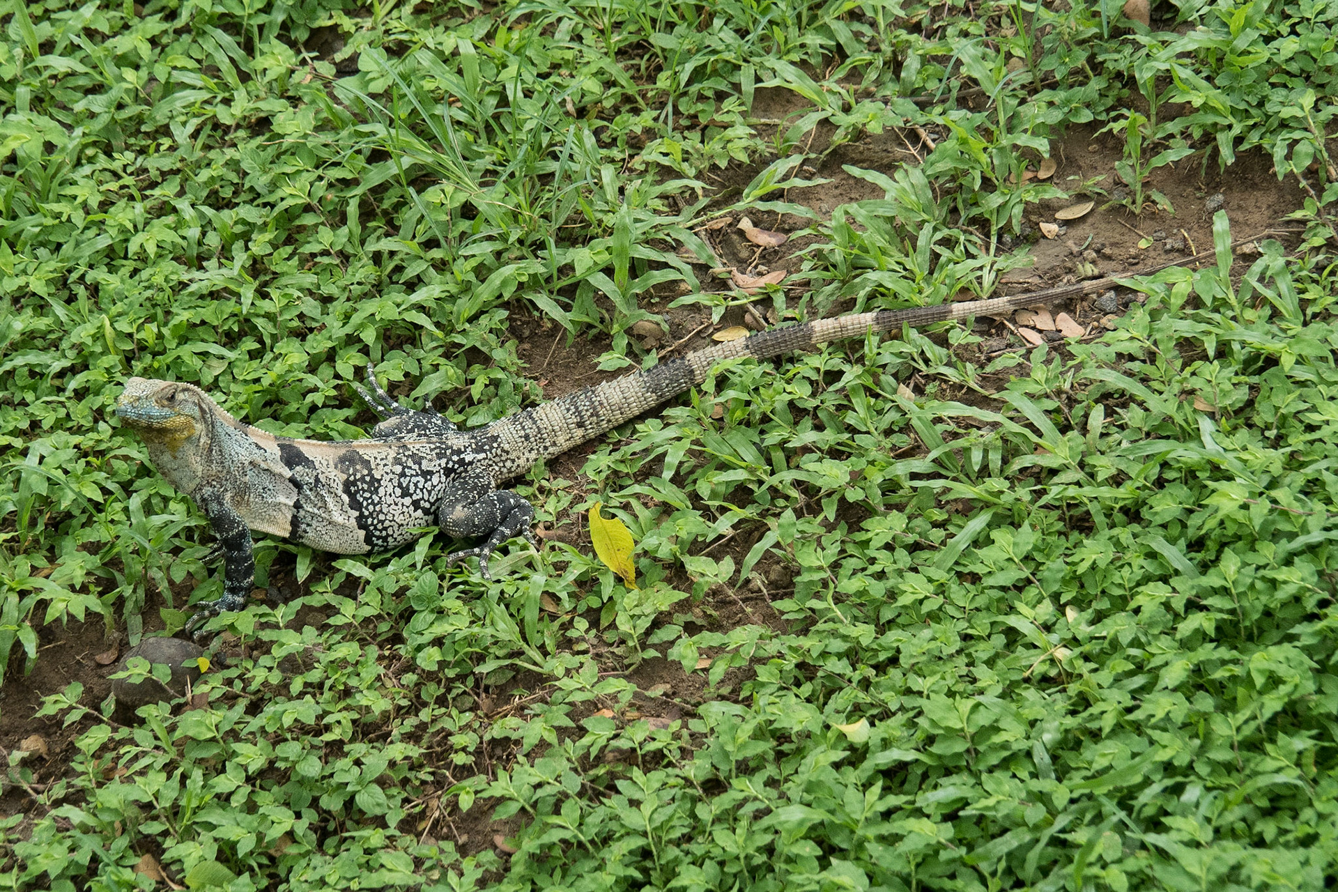 Costa Rica