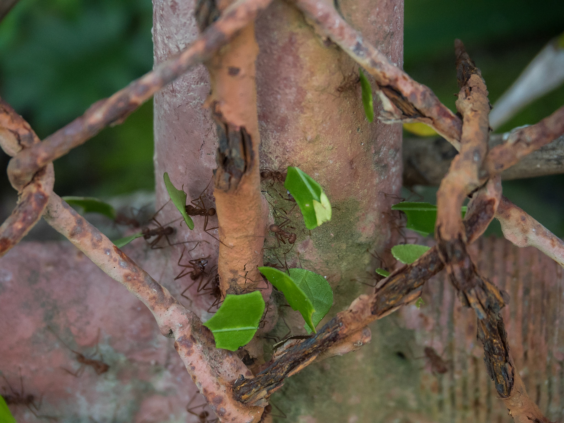 Costa Rica