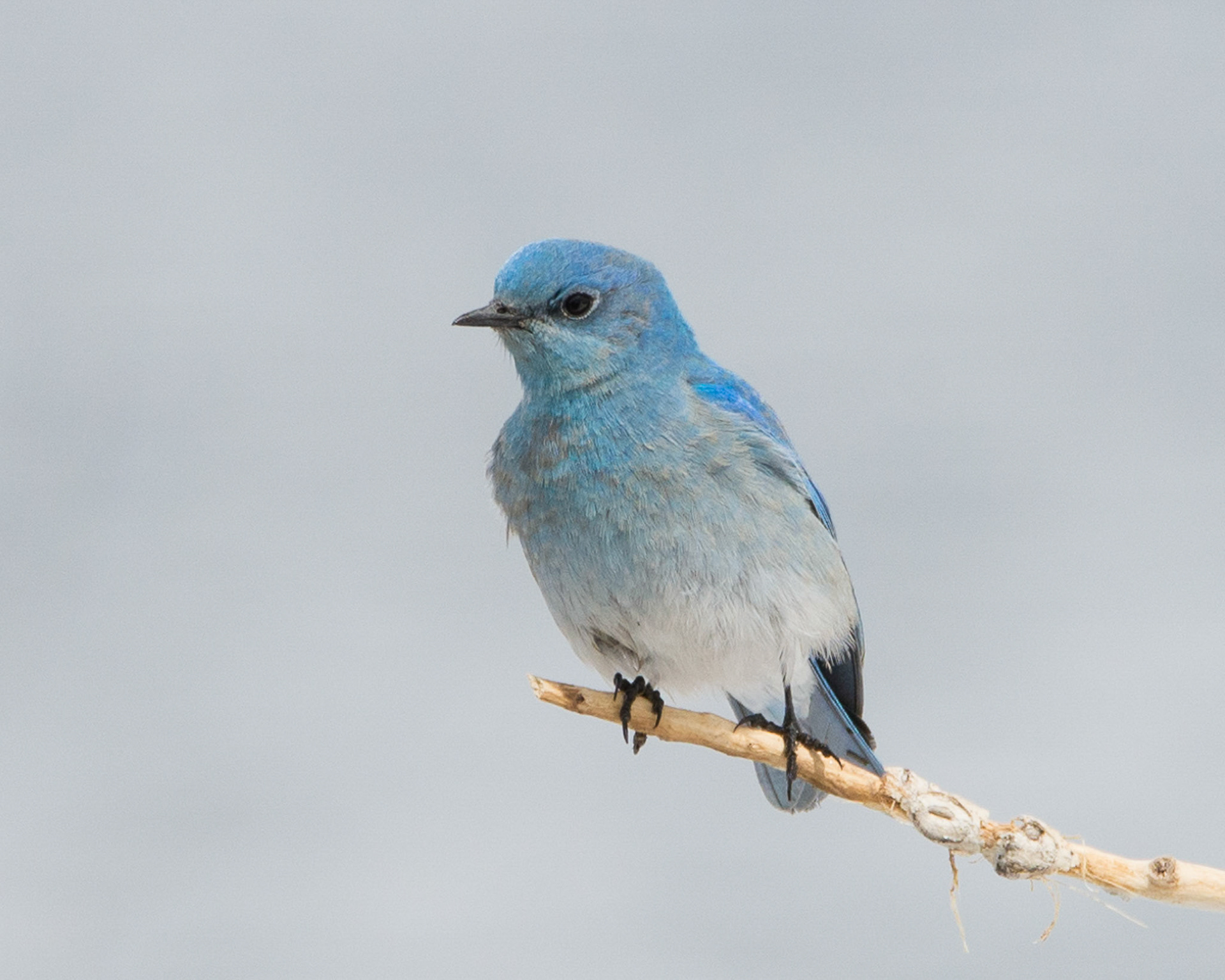 Bluebird hunting