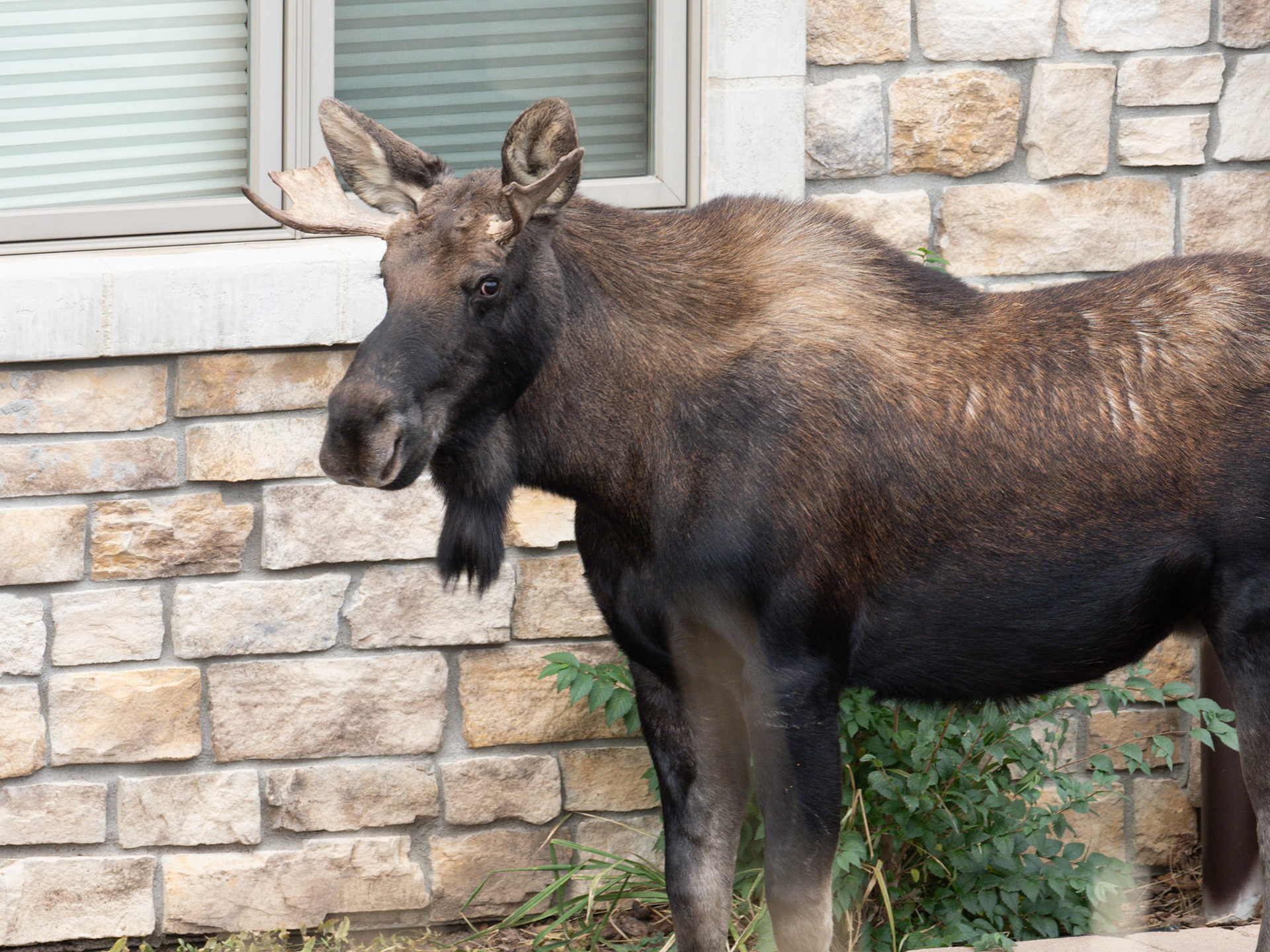 Young bull moose at neighbor's house, eating plantings...