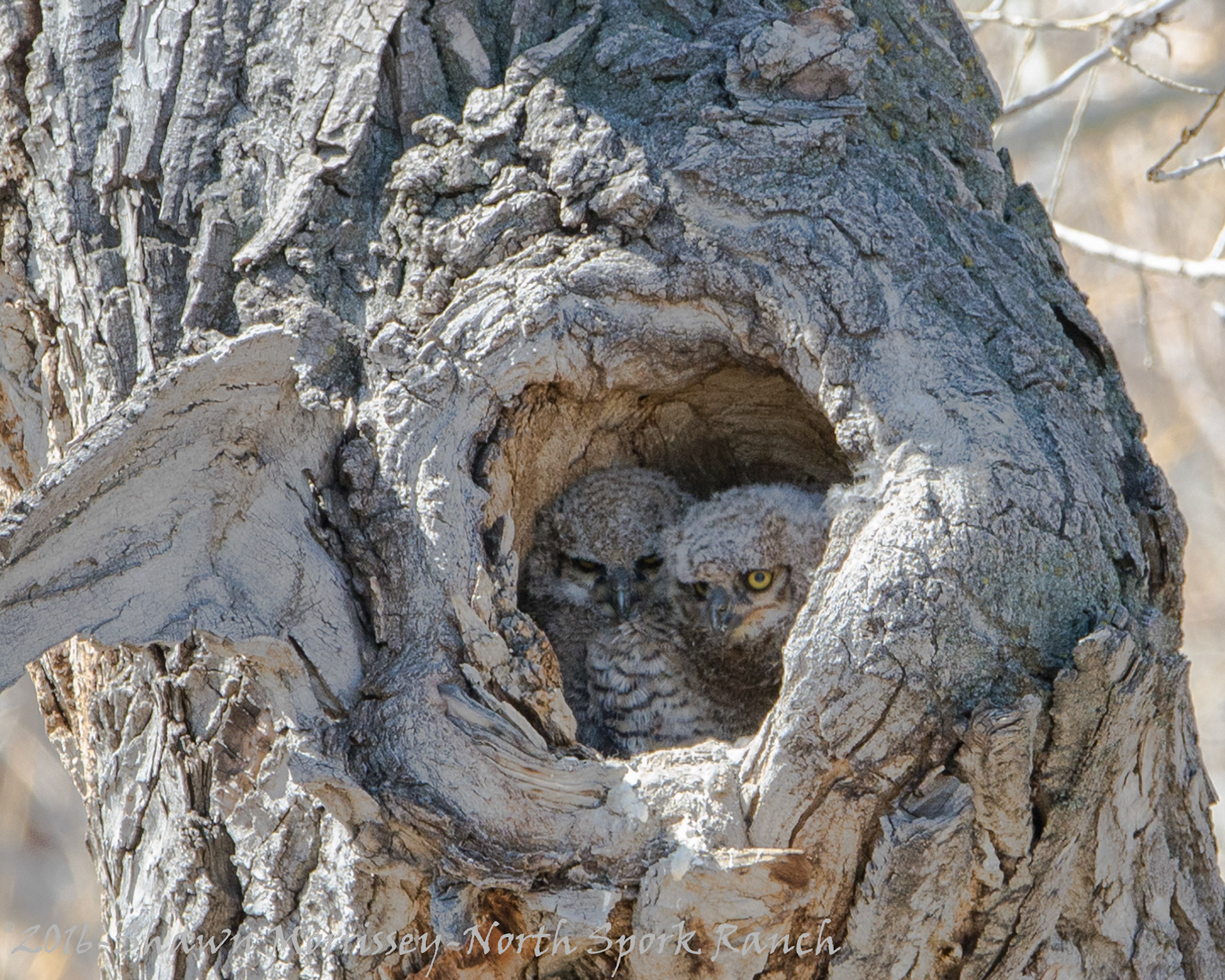 GH Owlets