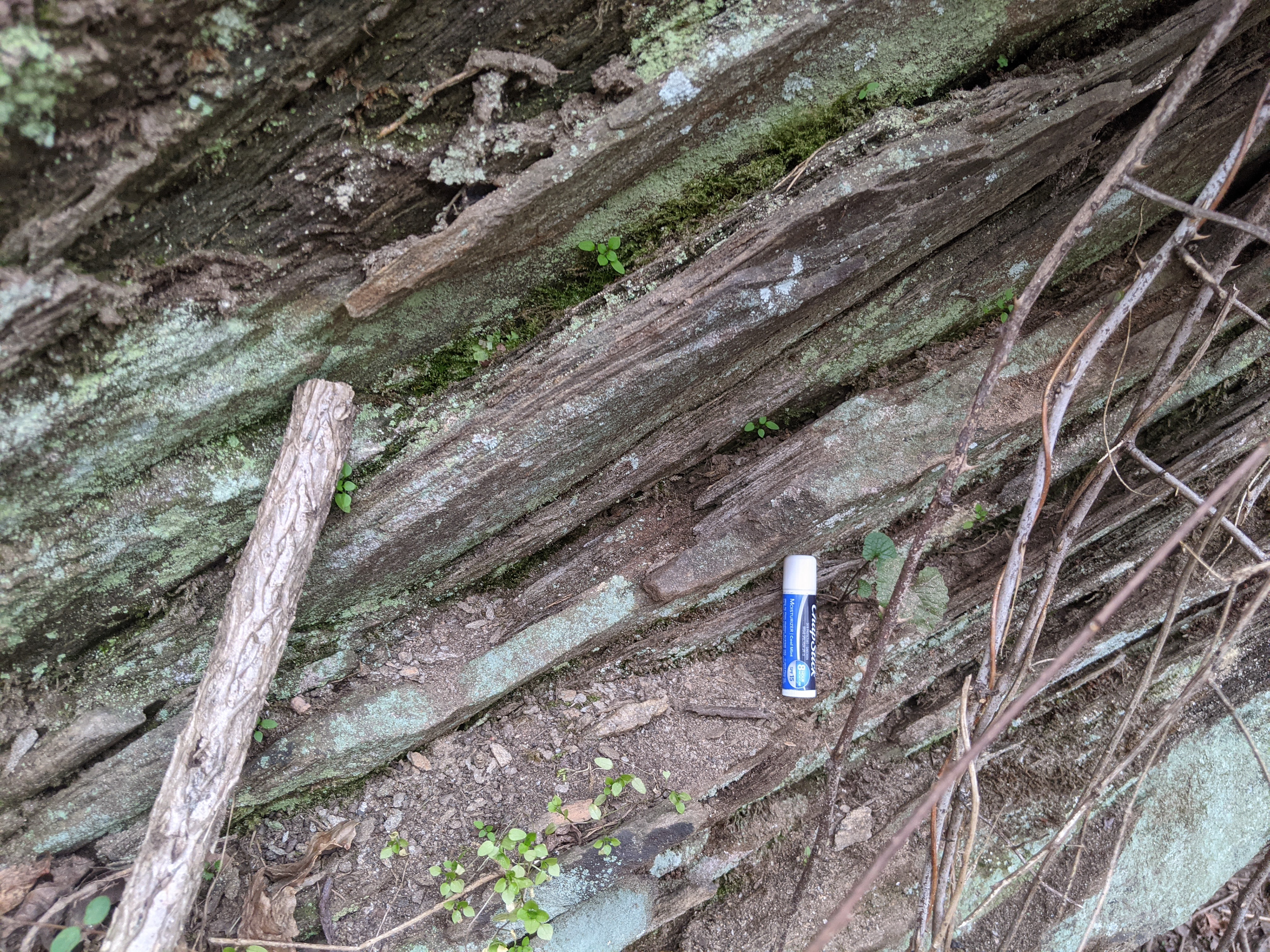 A close up of the millimeter-to-centimeter scale layering in the rock. It is heavily weathered and covered in lichen with no fresh surfaces to be seen. A chapstick container sits on the layers for scale.