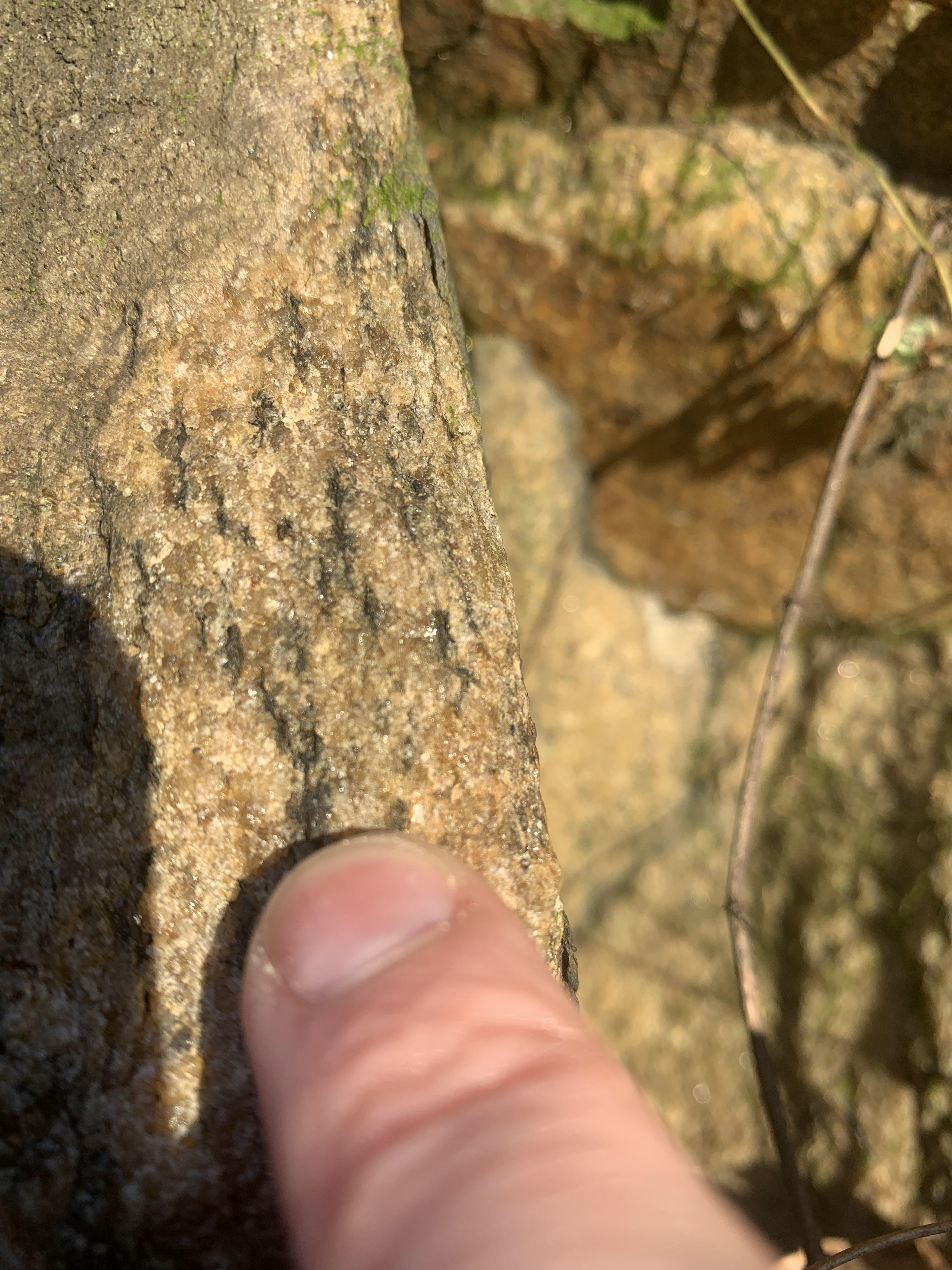 Close up with finger pointing to small black minerals within a tan rock. The black minerals are linear, millimeter scale, and pointing in a common direction from top left of the image to bottom right of the image. The other minerals appear sand-sized.
