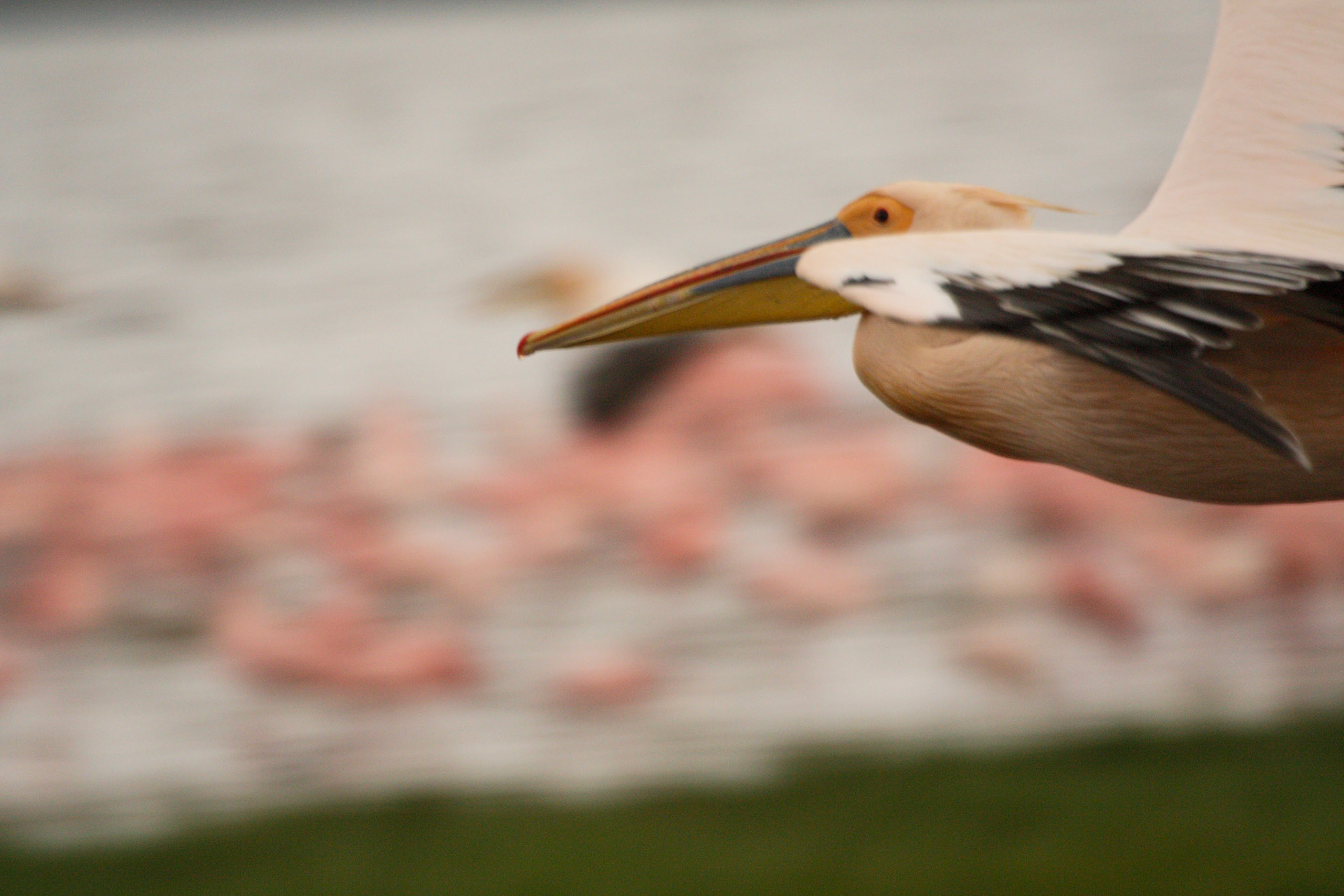 Pelican flight with flamingos in the background in Lake Nakuru National Park, Kenya