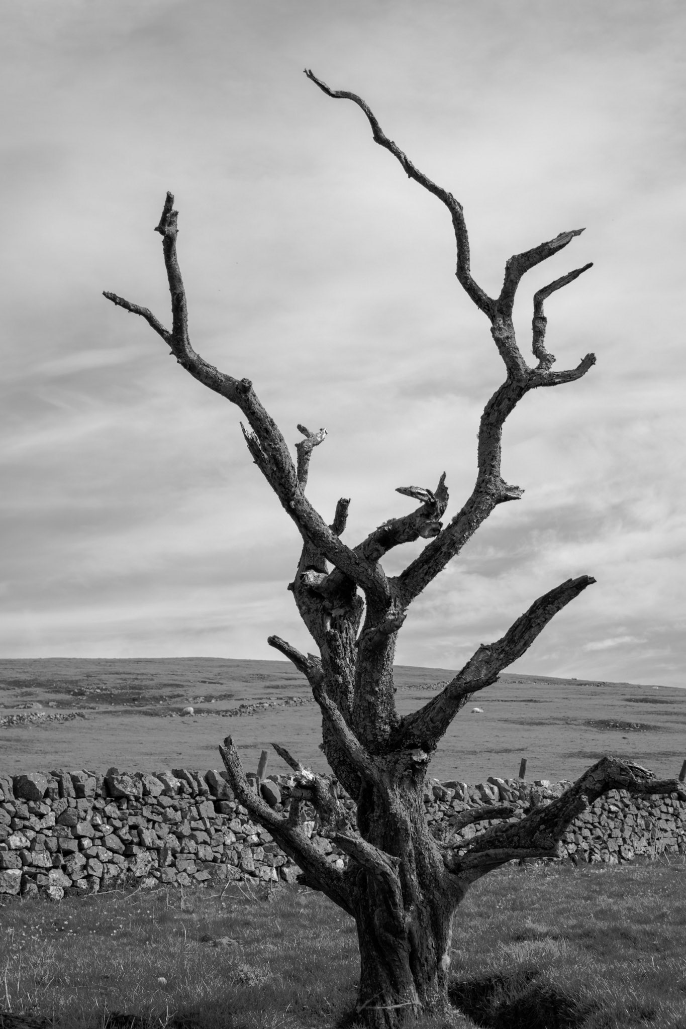 Lone Tree at the top of Sharplow Dale