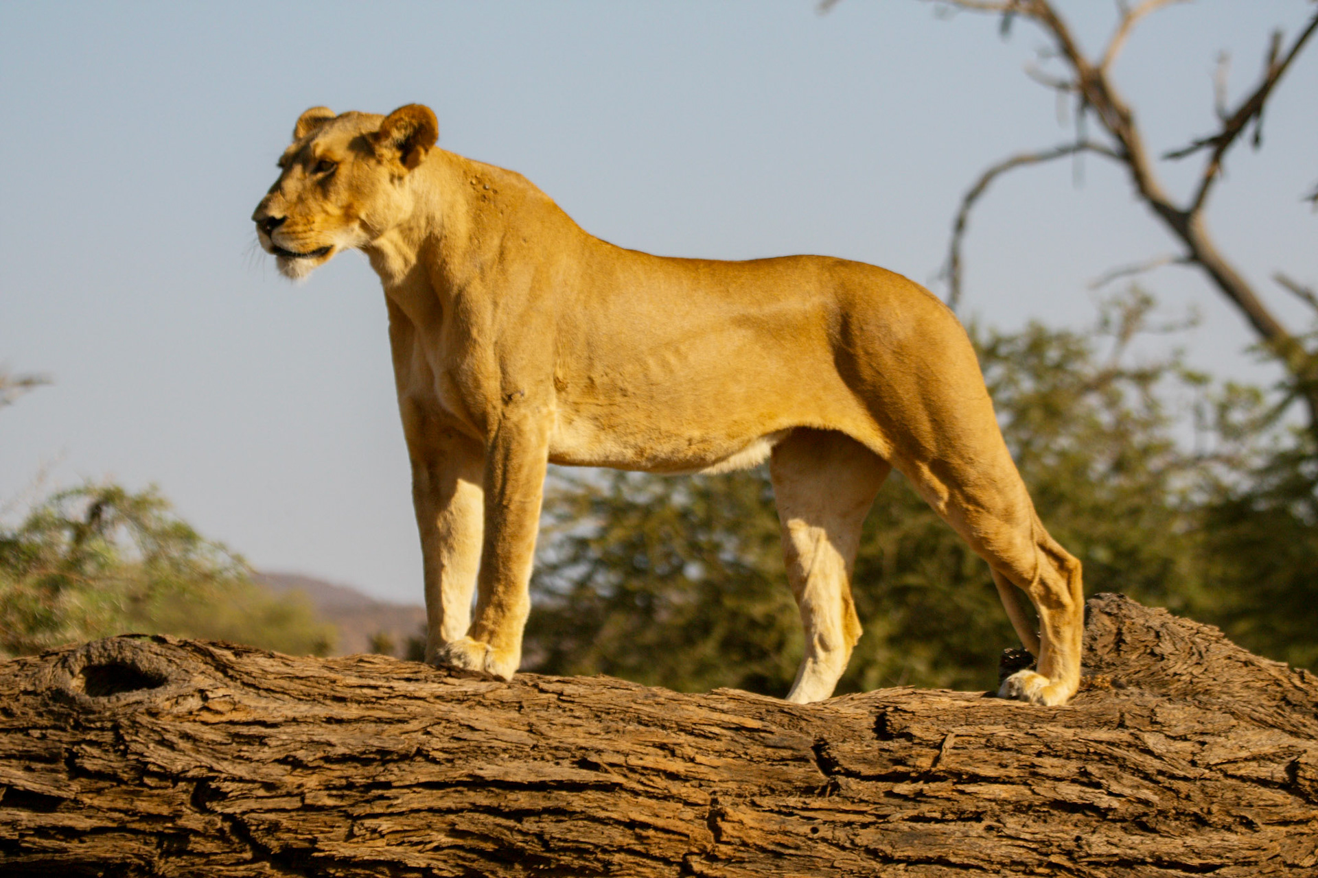 Lioness on Fallen Tree in Samburu, Kenya